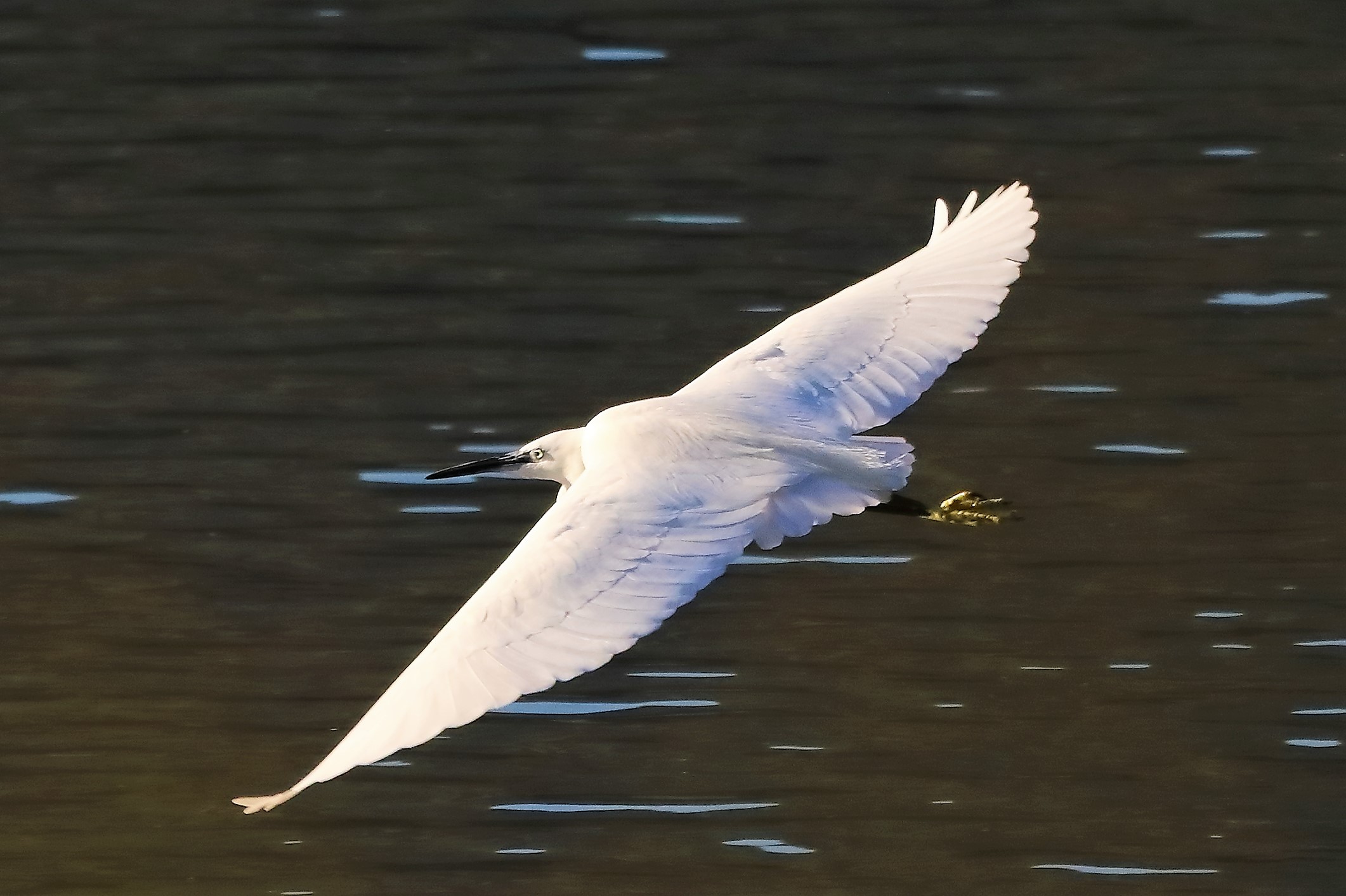 Garzetta novembre 2022