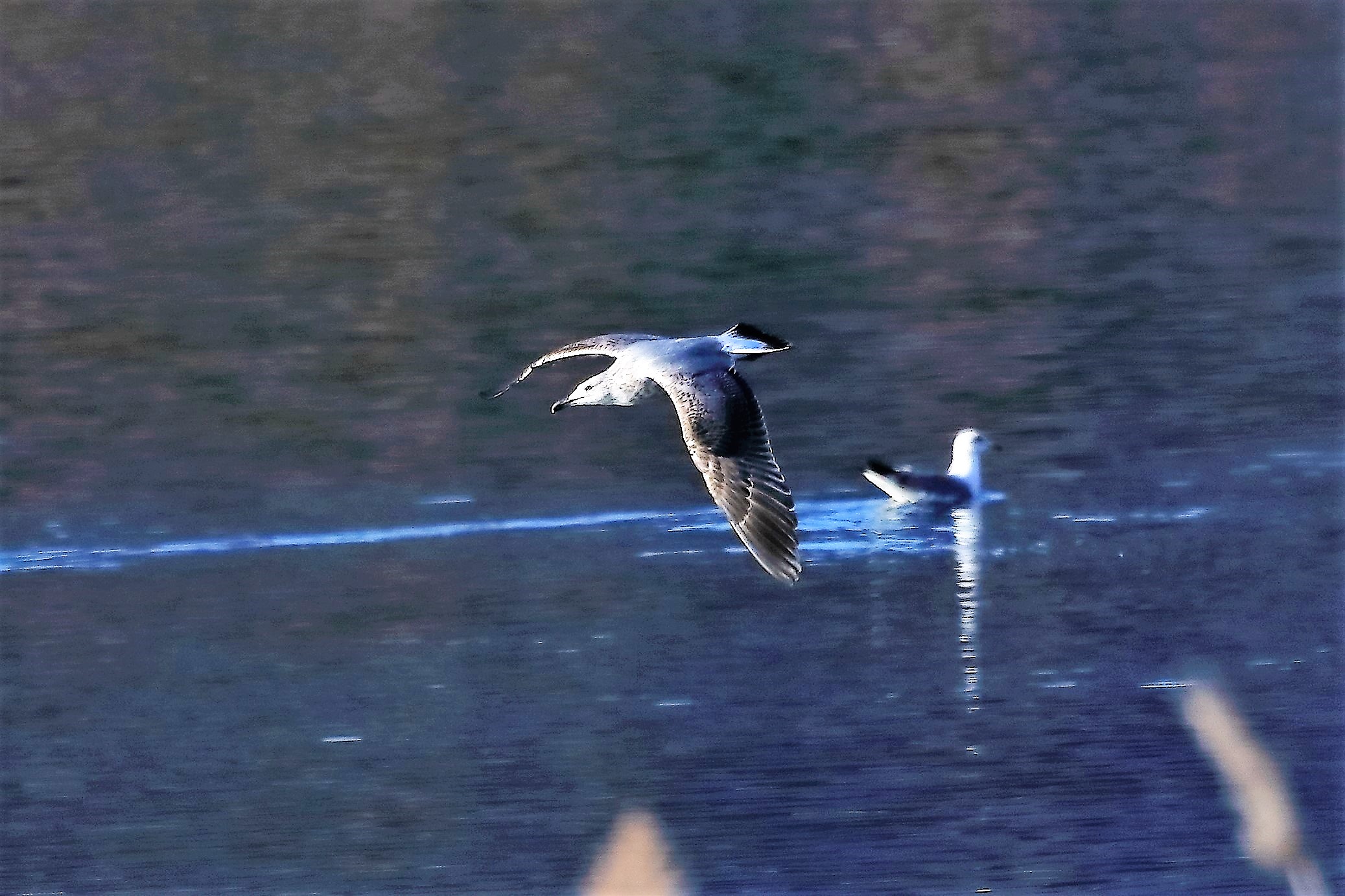 Gabbiano reale 24-11-2022