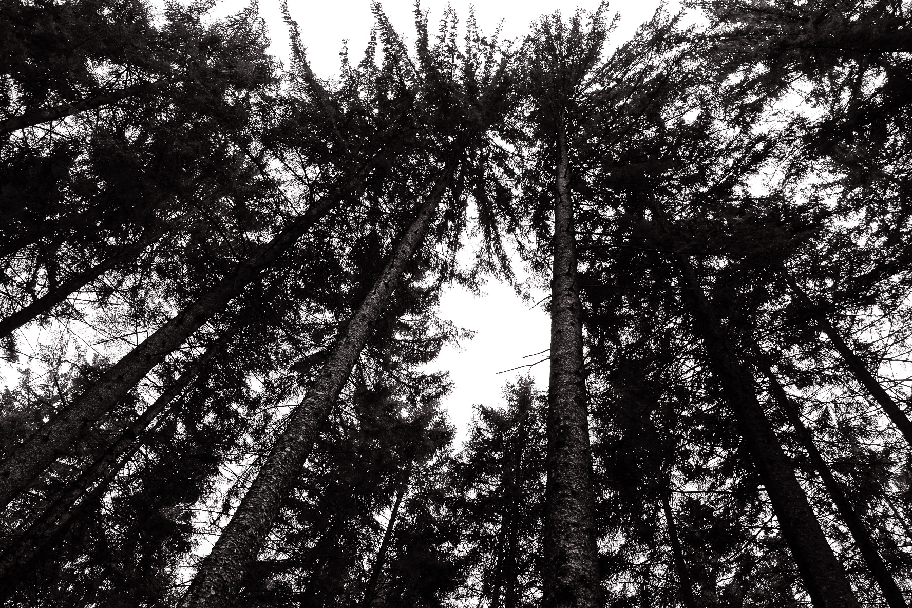 In the forest