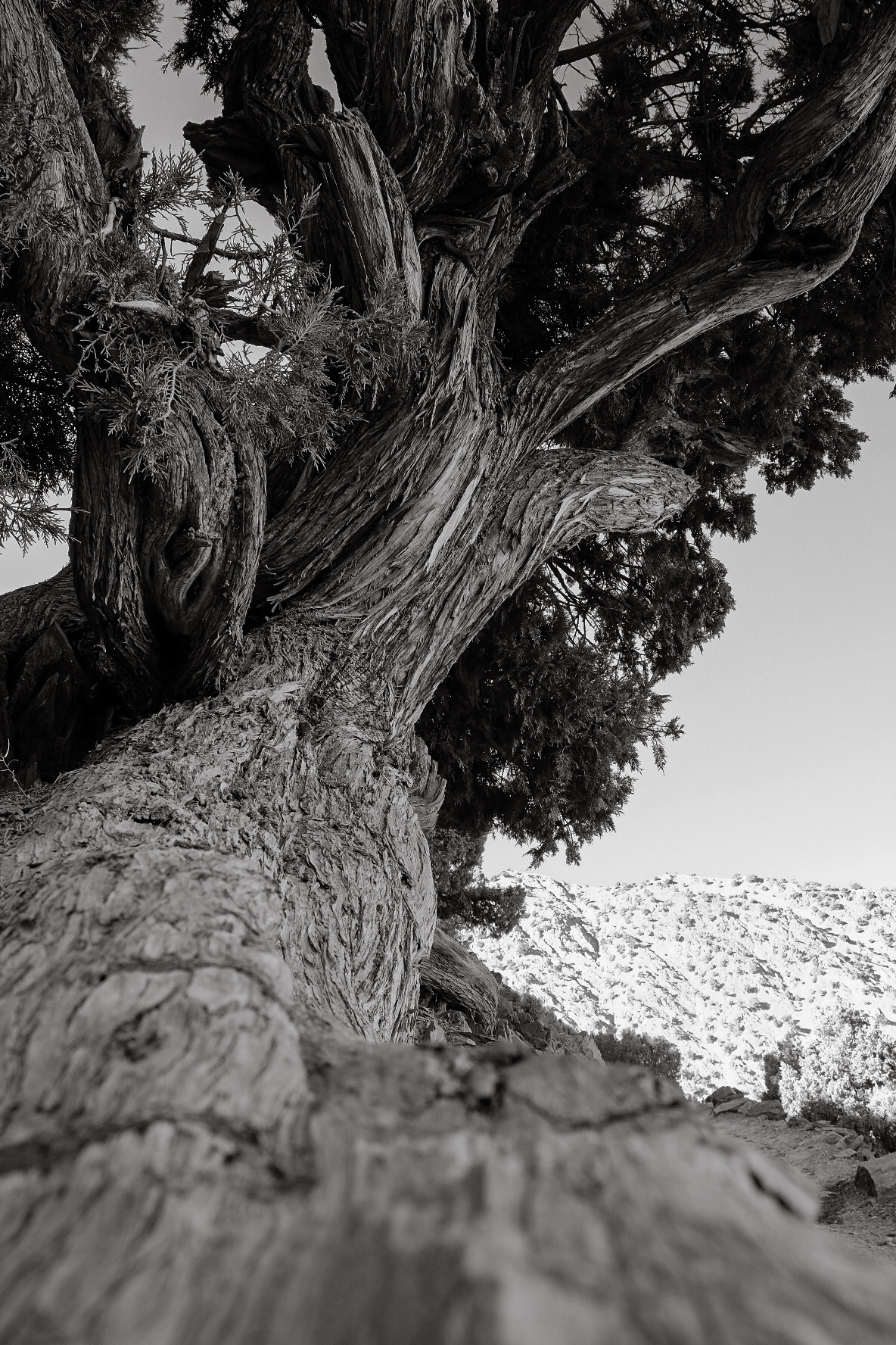 Juniper