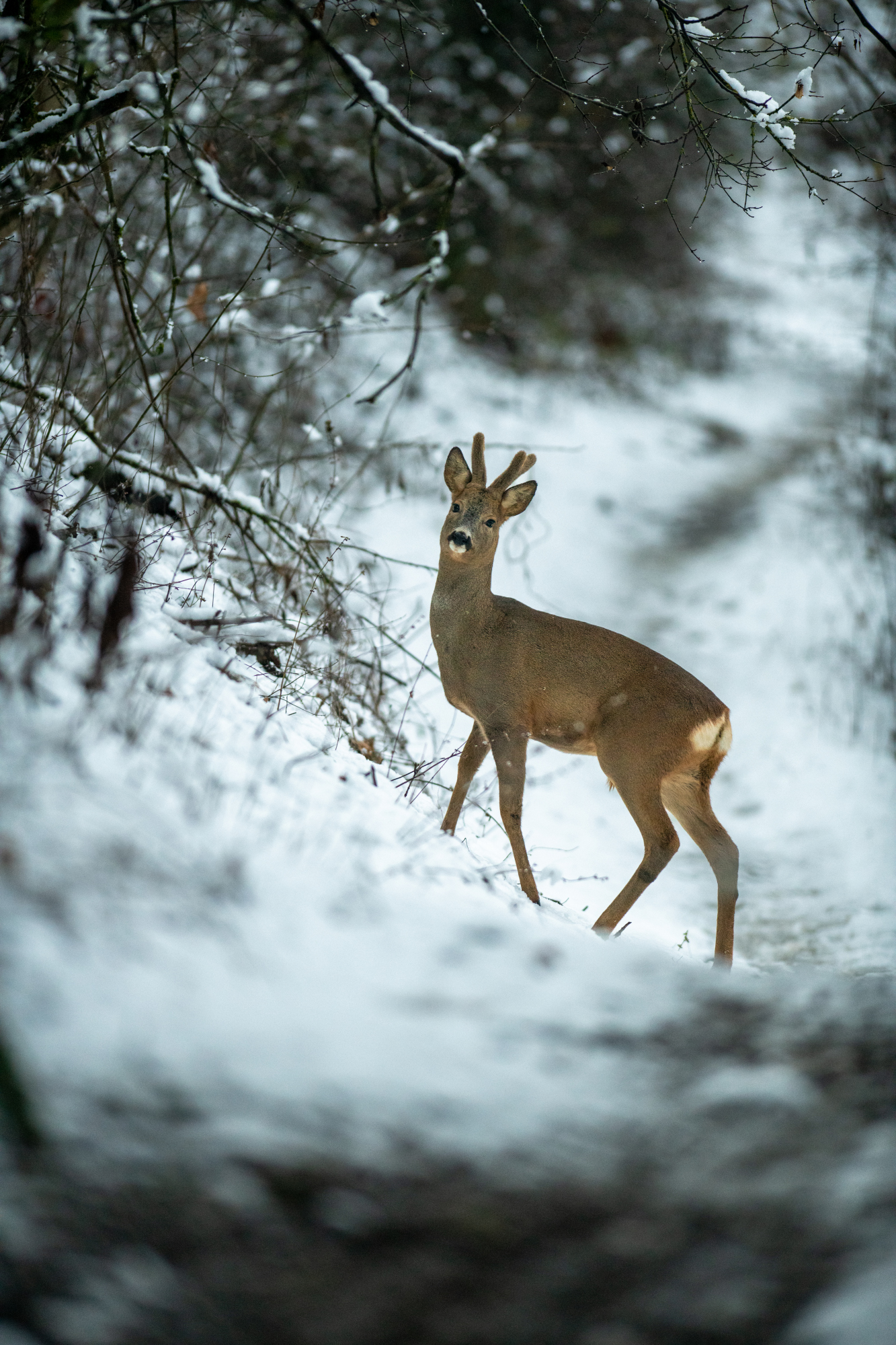 In the woods