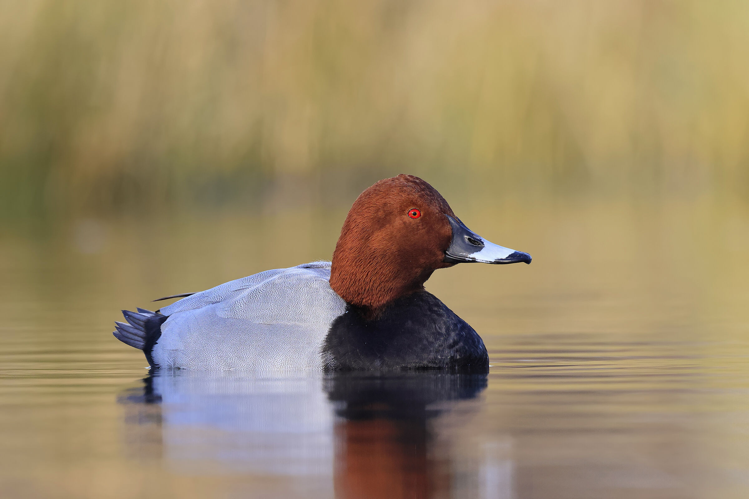 Common pochard
