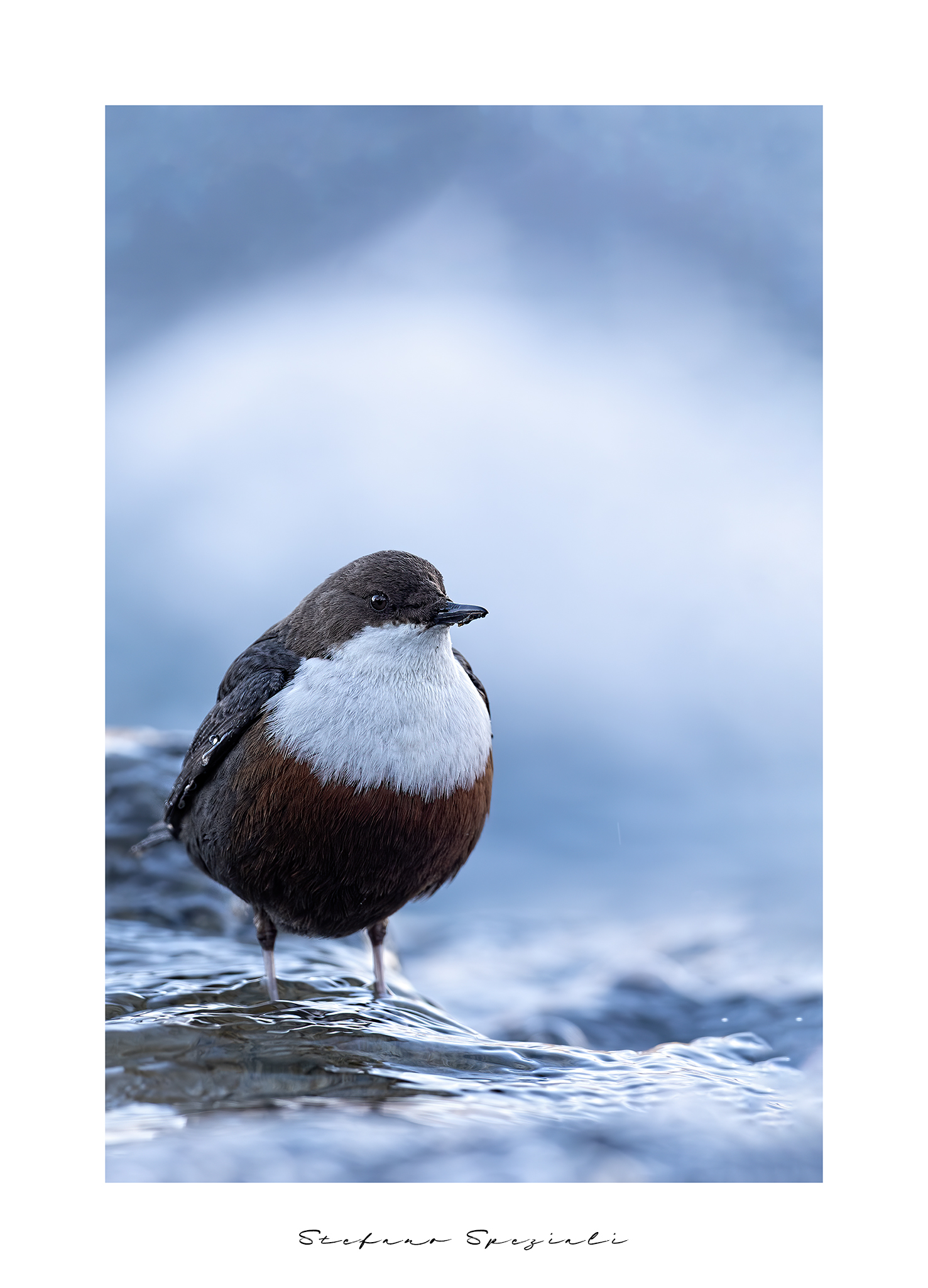 Dipper - Cinclus cinclus