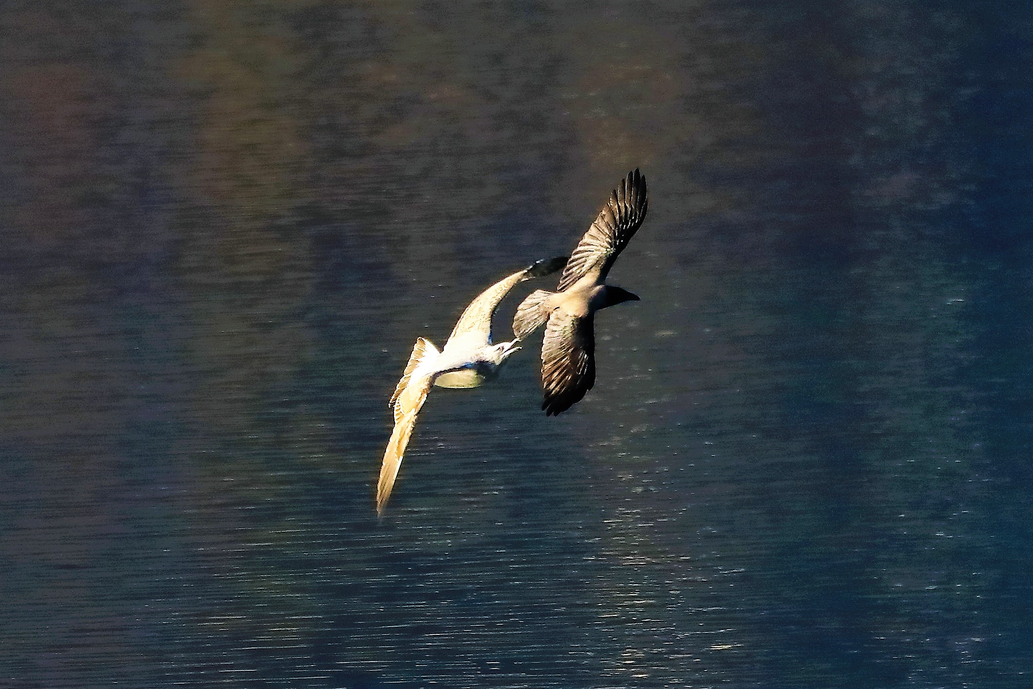 Gabbiano reale 24-11-2022