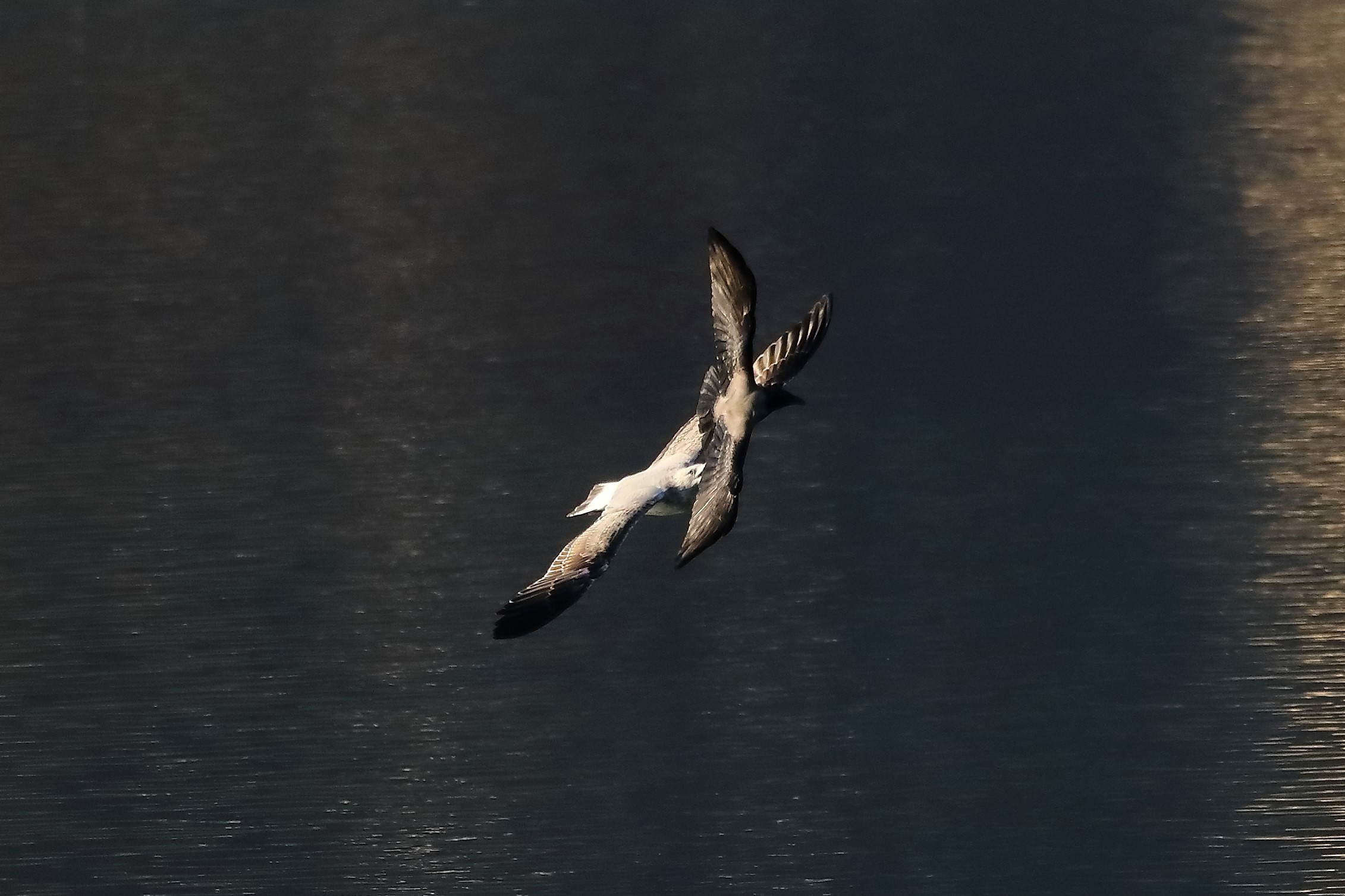 Gabbiano reale 24-11-2022