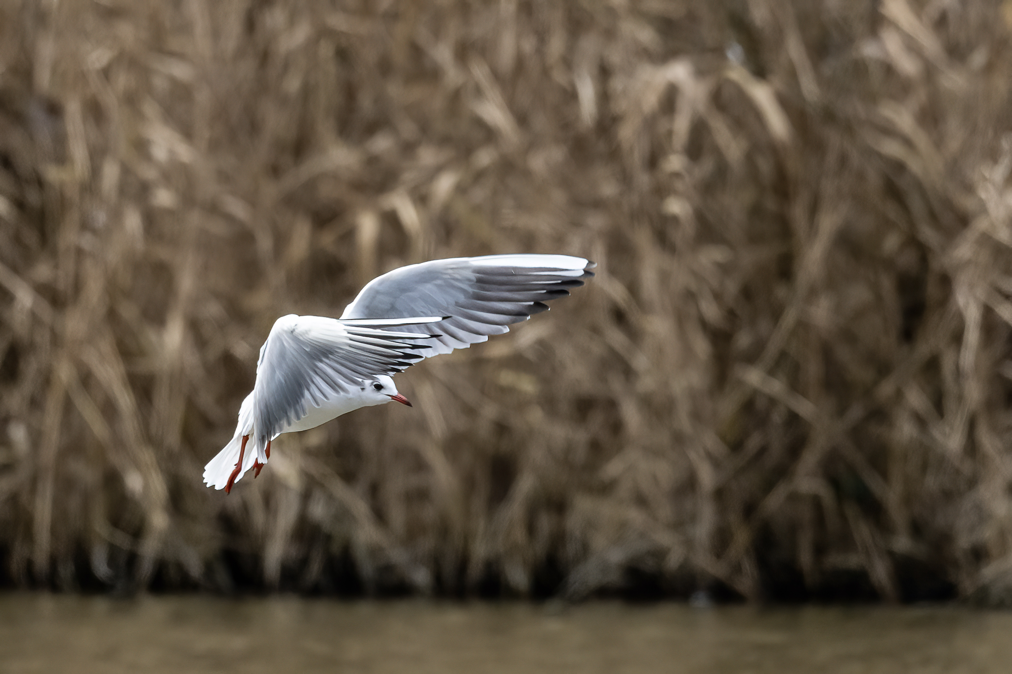 Seagull in landing