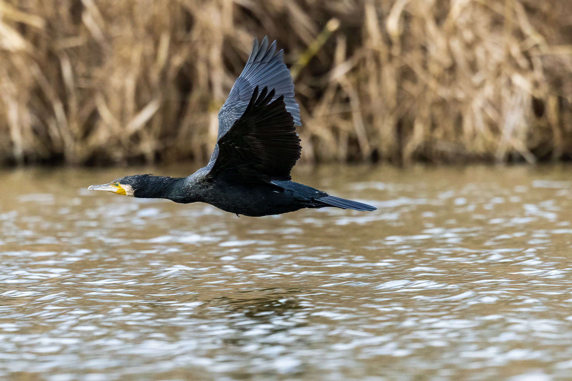 Cormorant in grazing flight