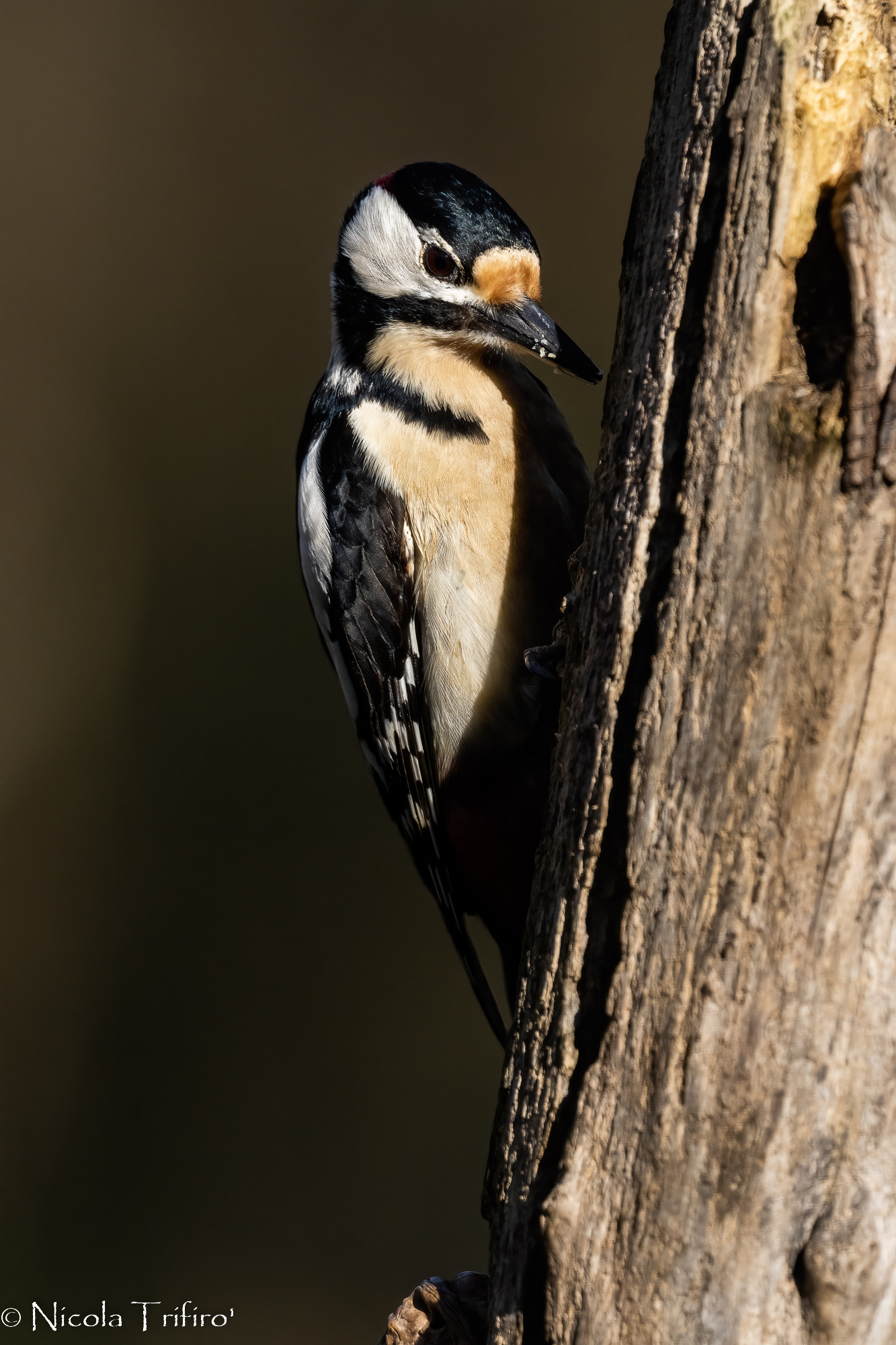 Greater spotted woodpecker in the blade of light