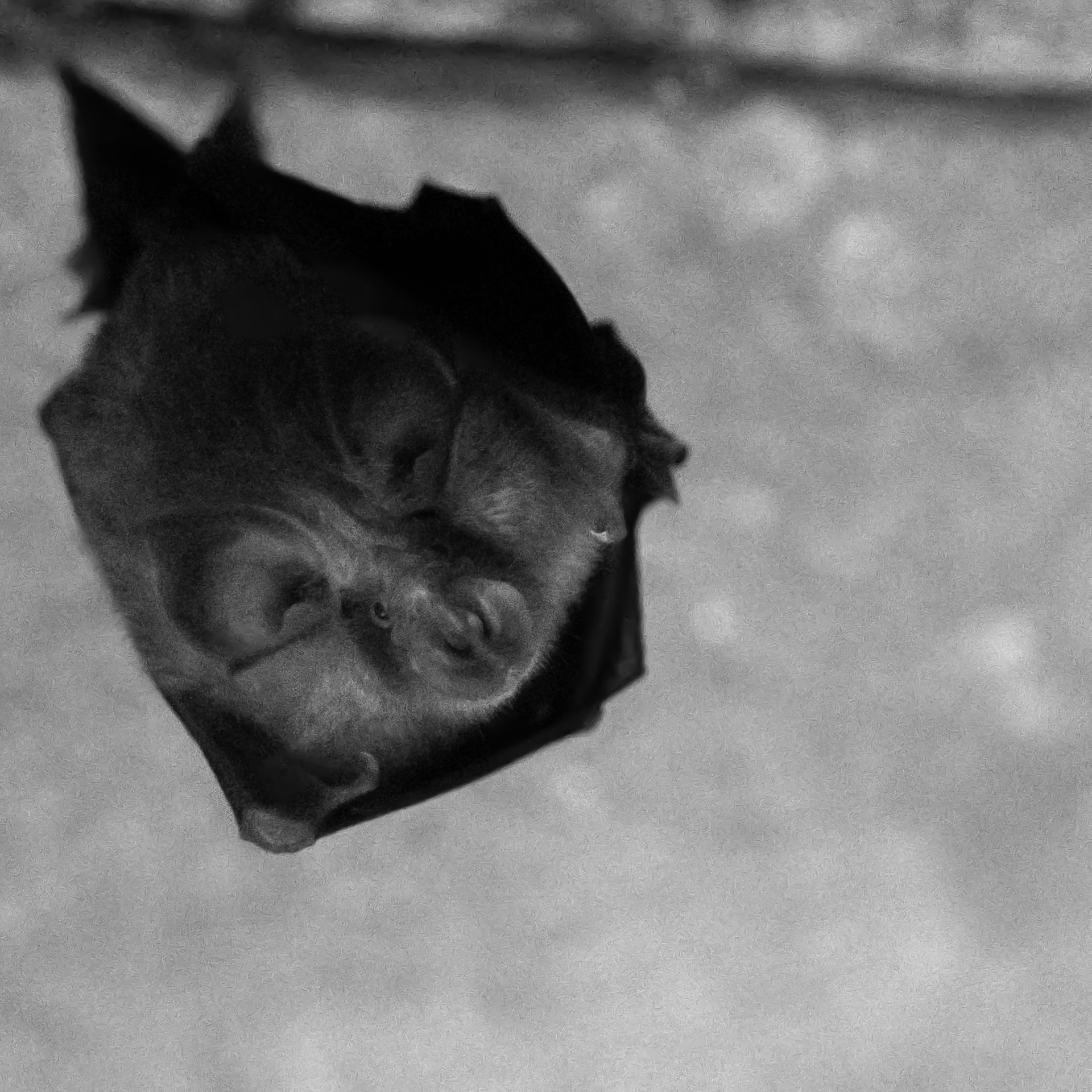 Ferro di cavallo minore