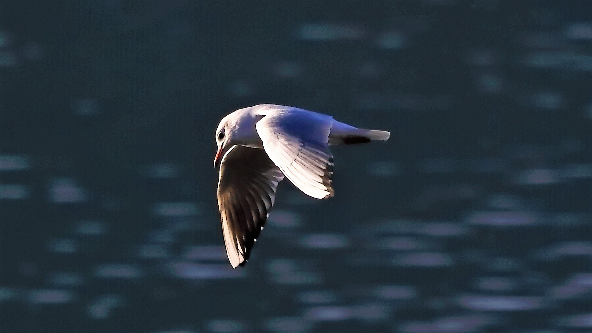 gabbiano terrestre 24-11-2022