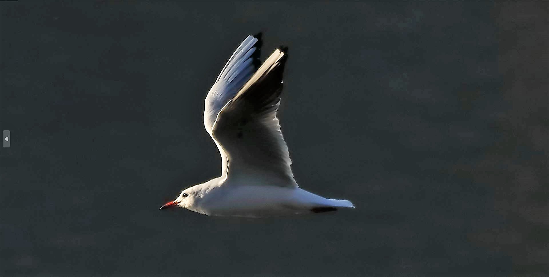 gabbiano terrestre 24-11-2022