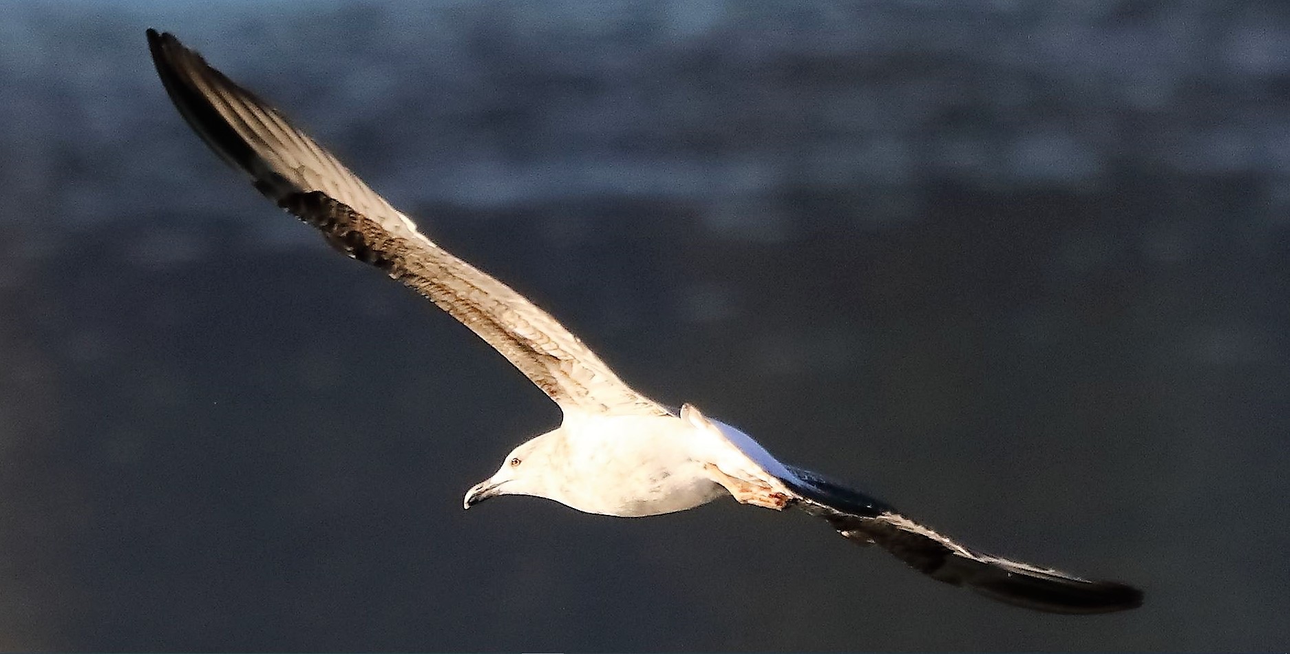 gabbiano reale 24-11-2022