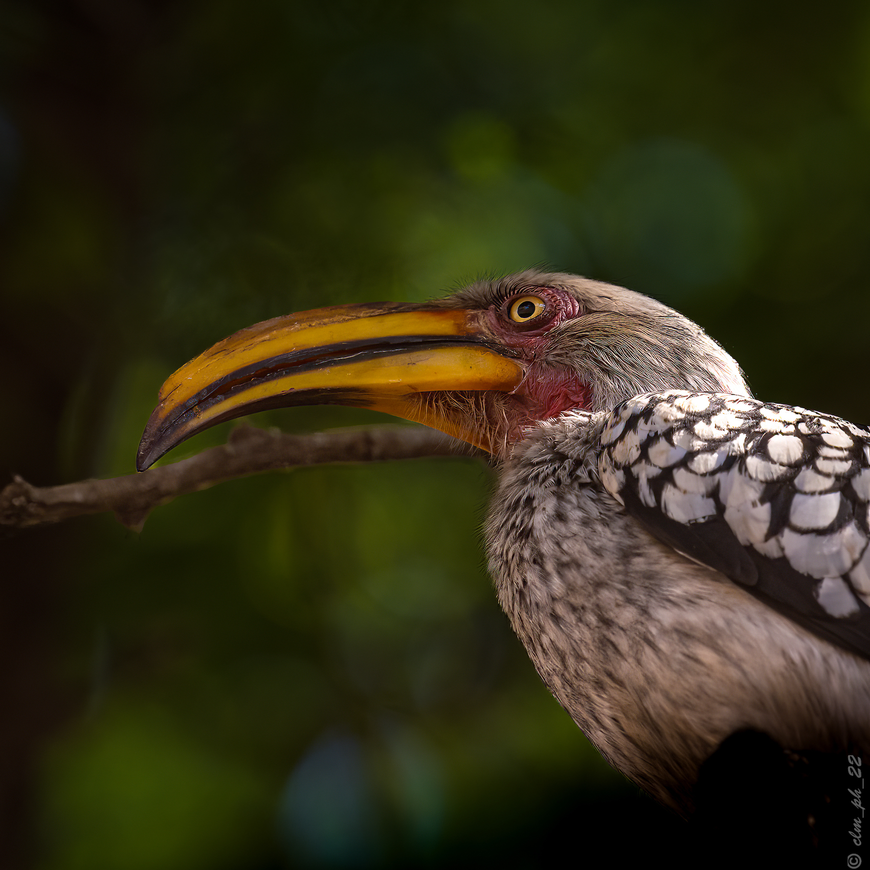 Abelana Lukimbi Game Park South Africa