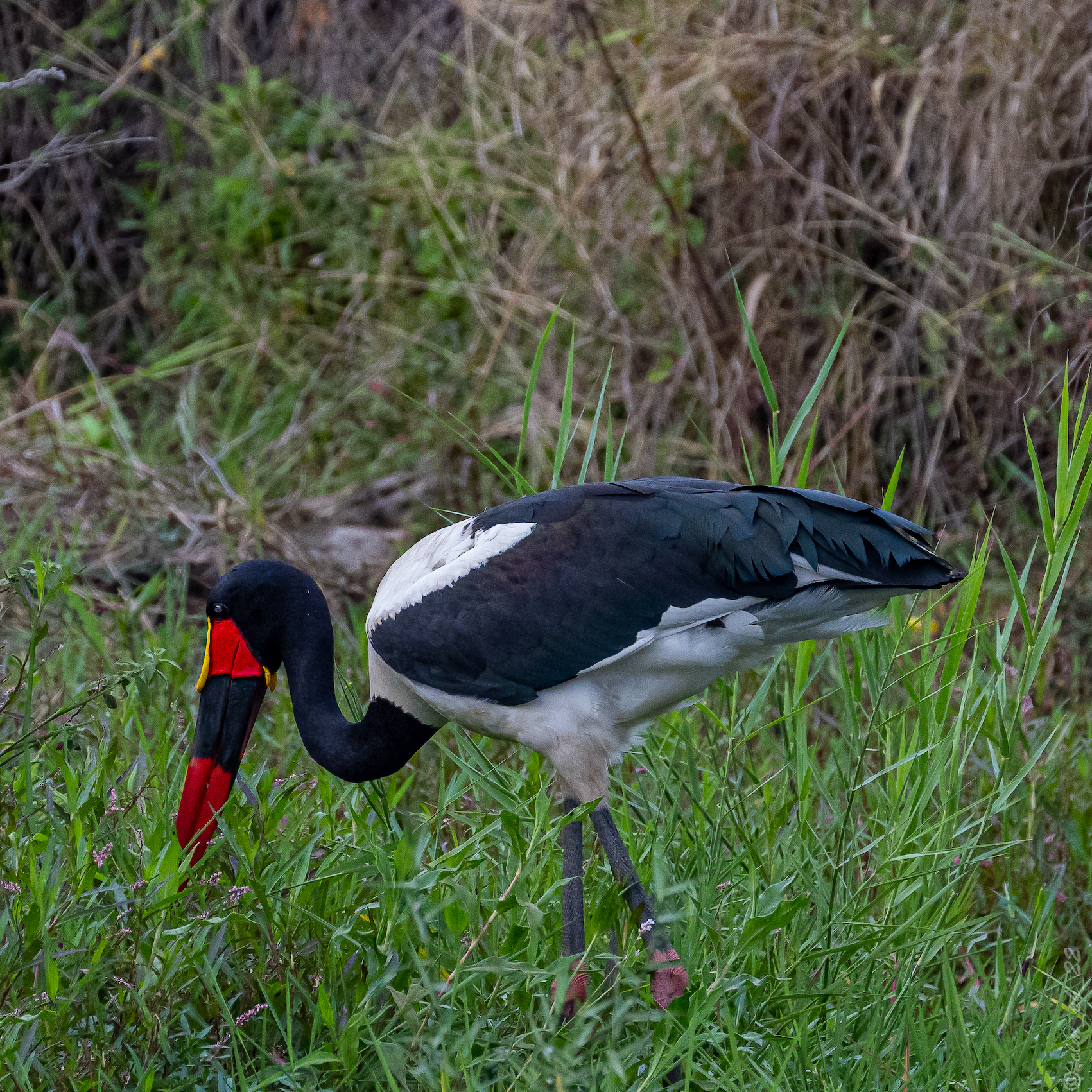 Abelana Lukimbi Game Park South Africa