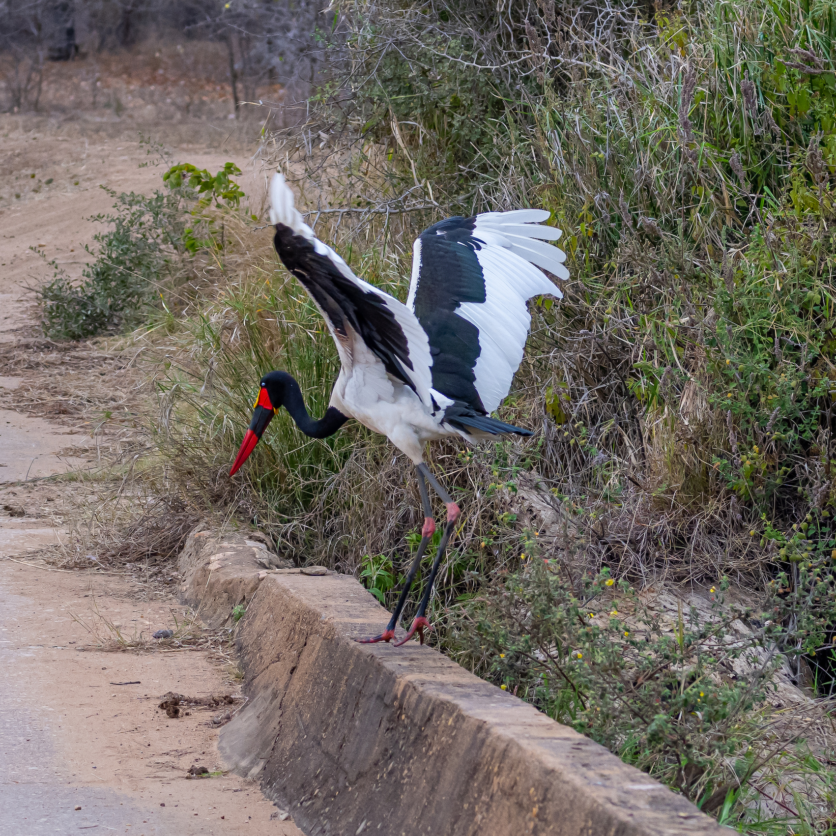 Abelana Lukimbi Game Park South Africa
