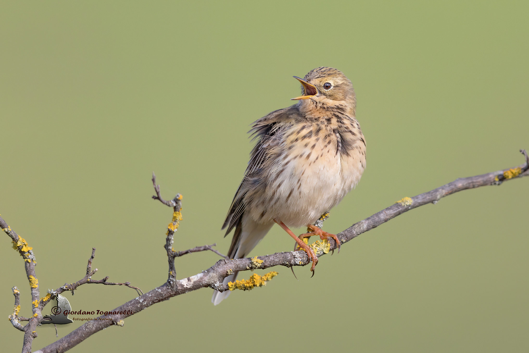 Pispola (Anthus pratensis)