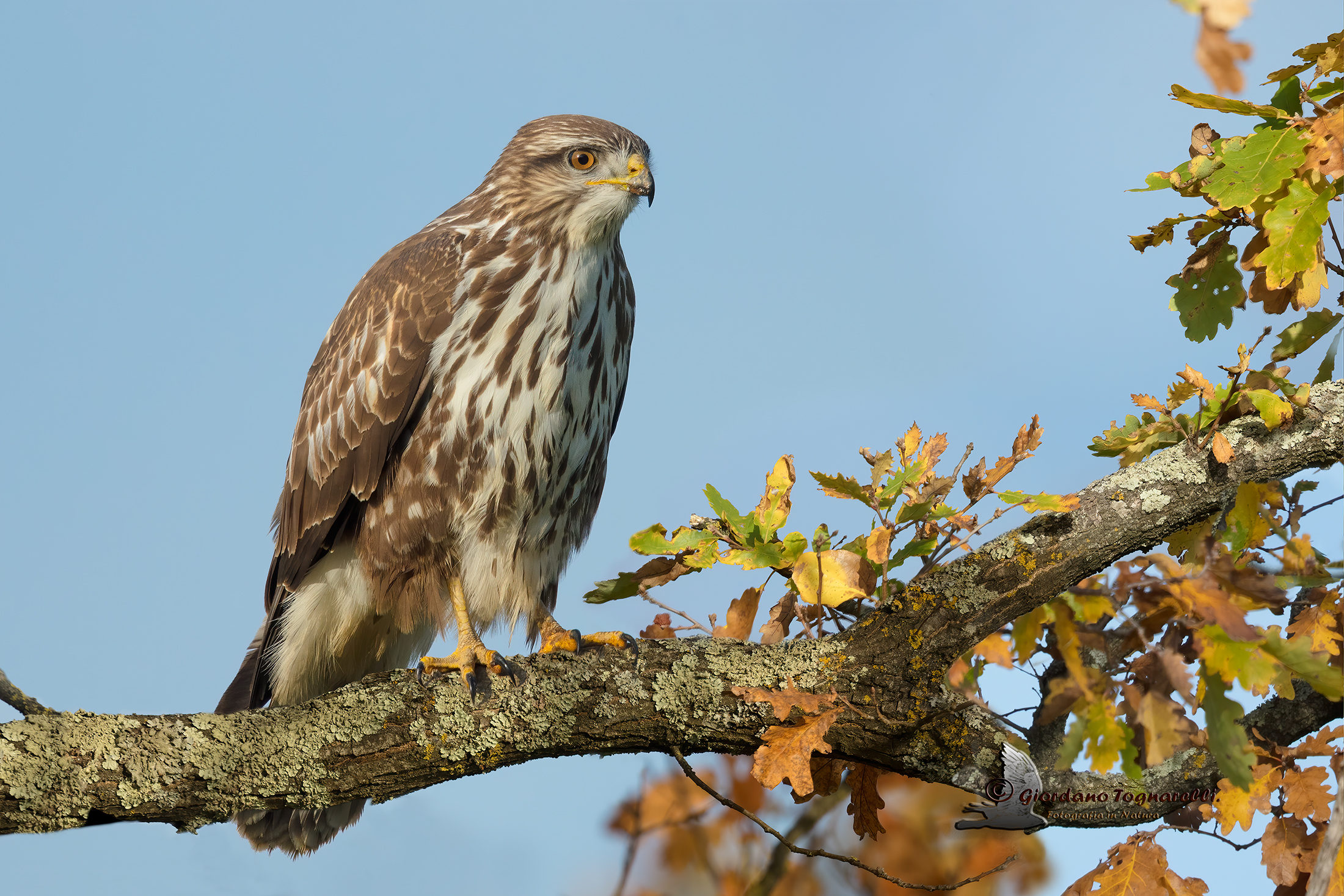 Buzzard (Buteo buteo)