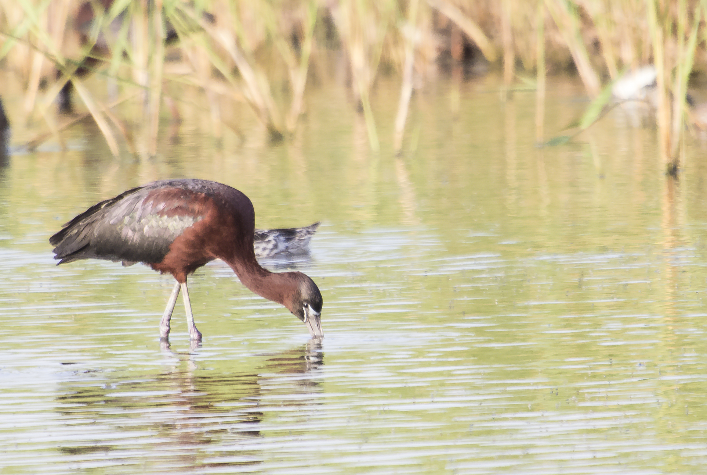 Glossy Ibis (Glossy Ibis)