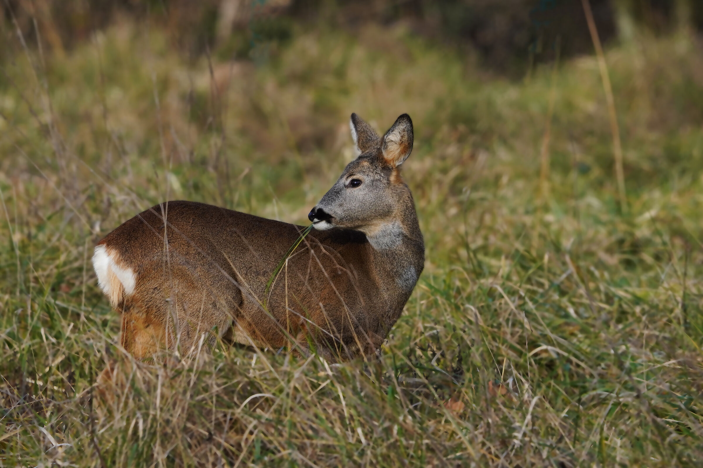 Roe deer fem