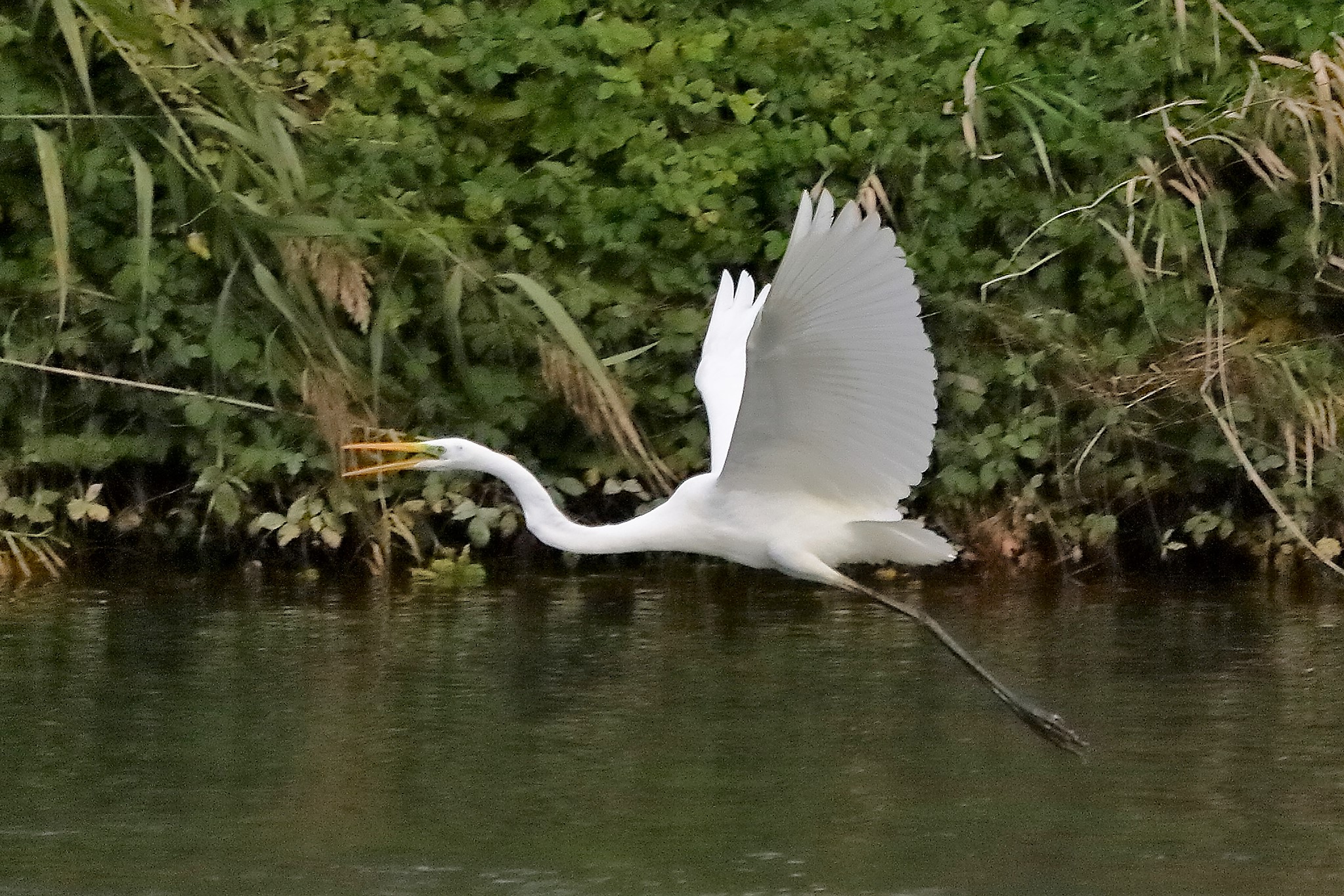 Airone BM 12 novembre 2022