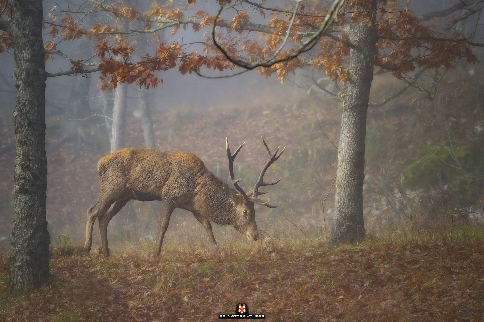Il Re a passeggio