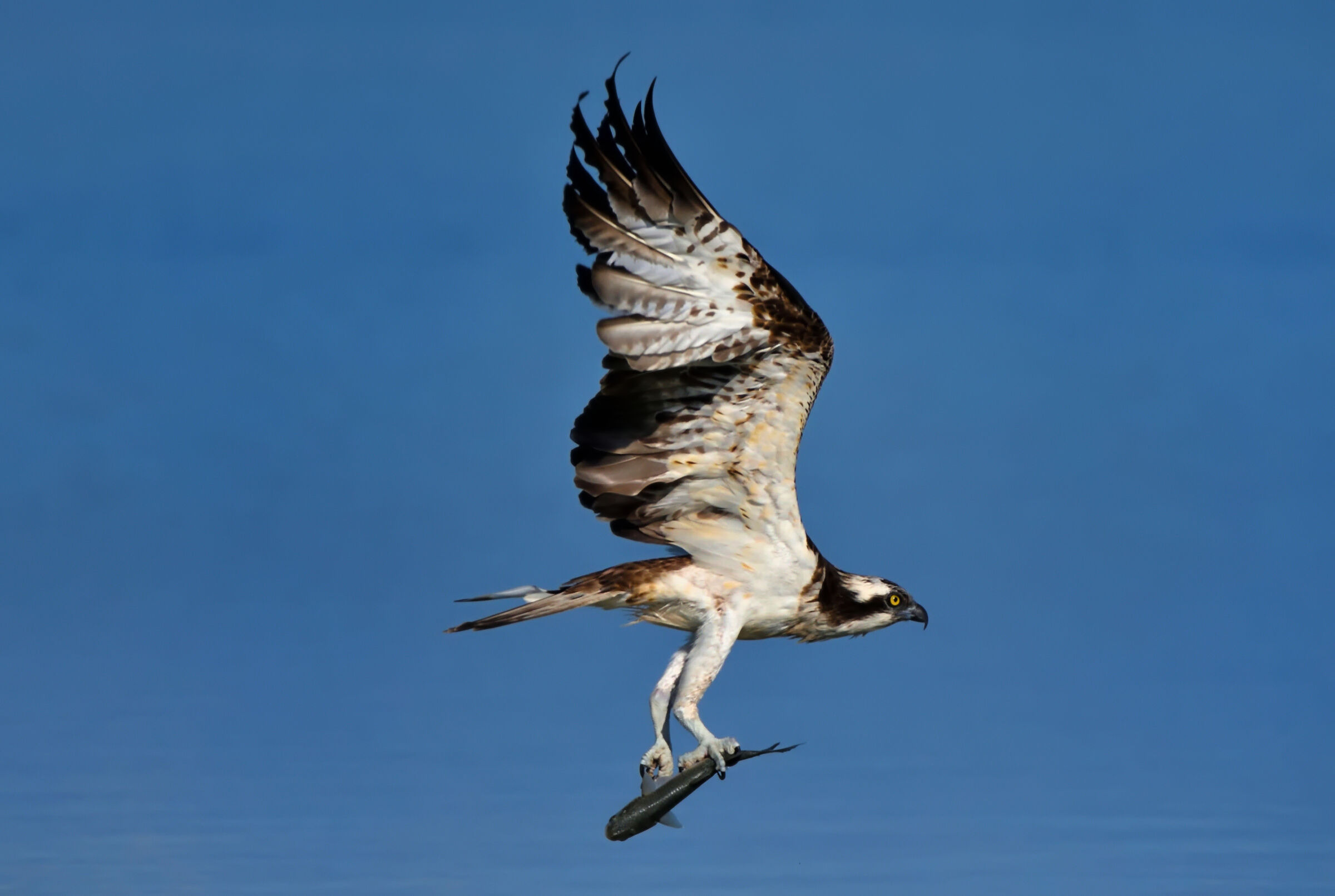 Osprey