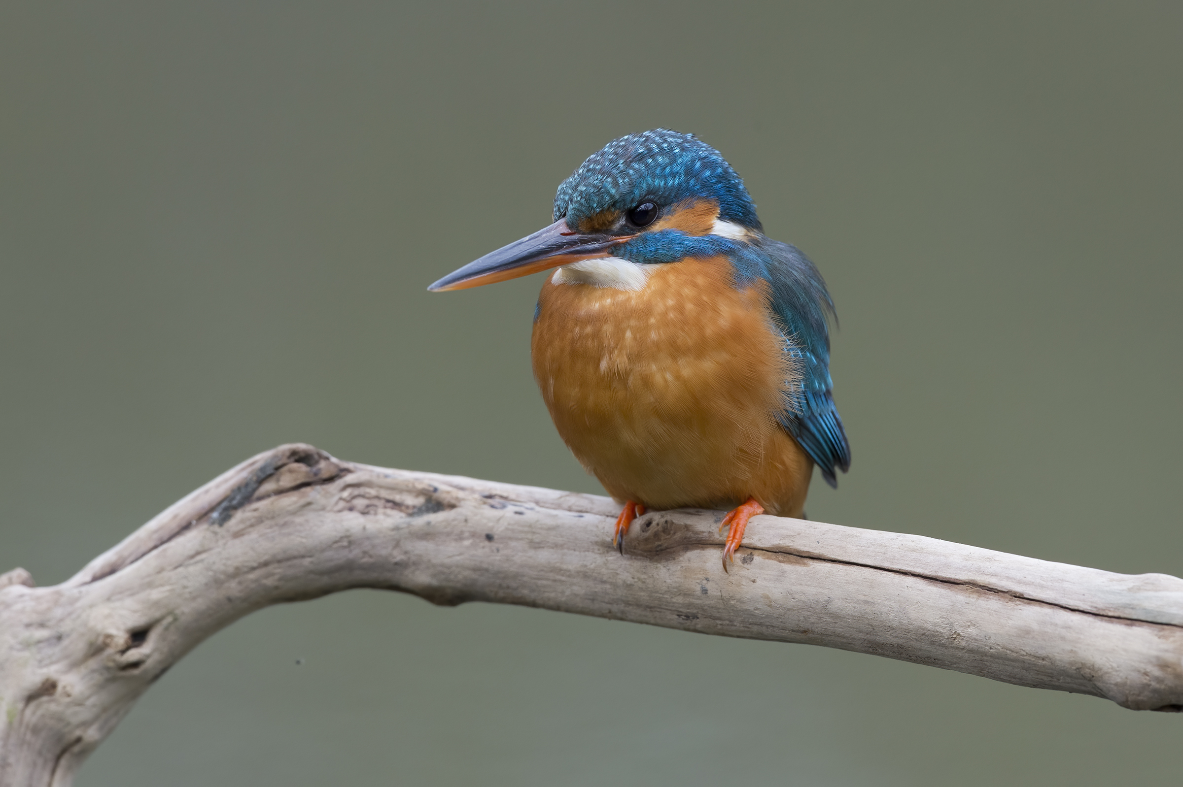 Martin pescatore (Alcedo atthis)