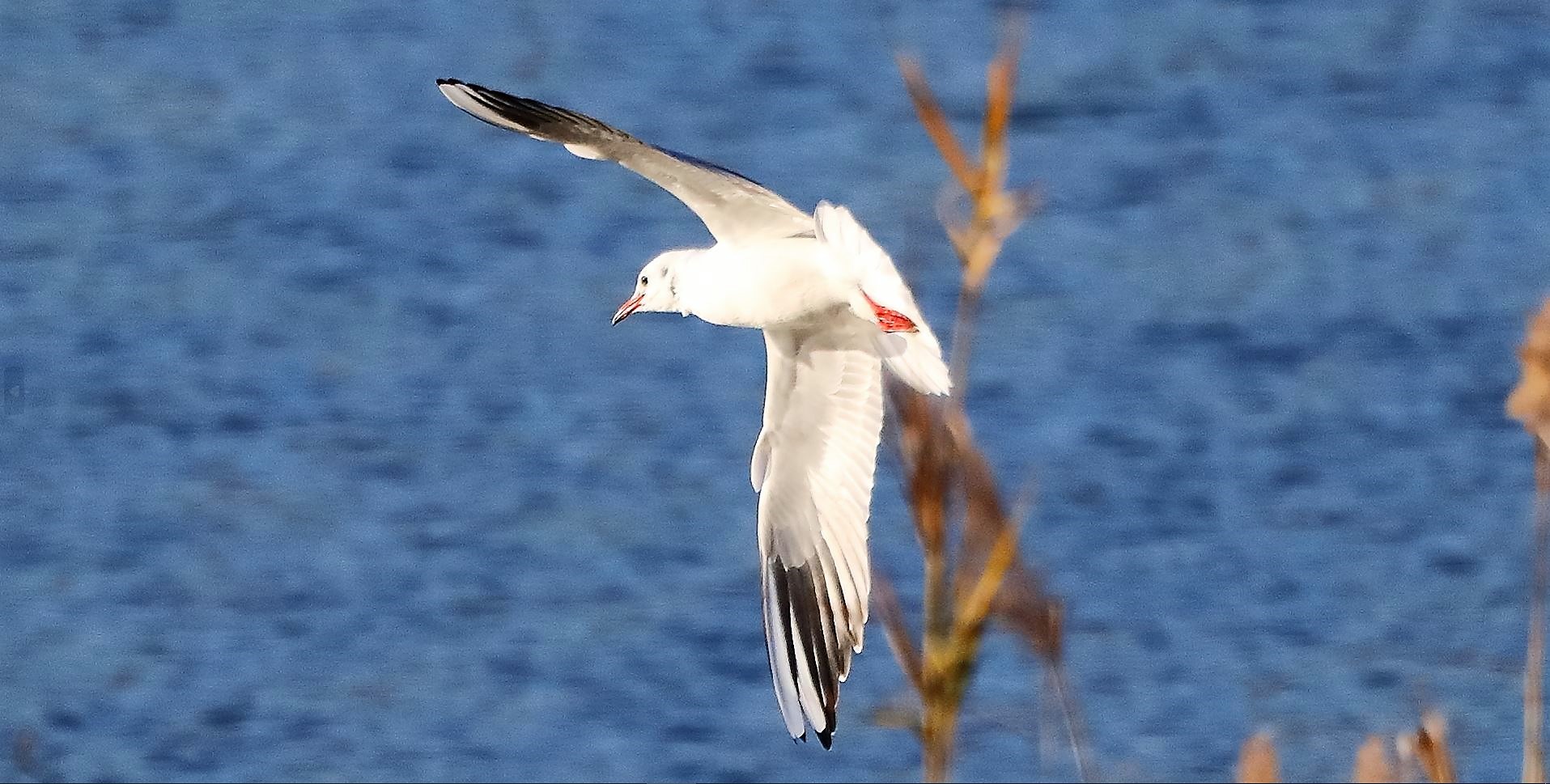 gabbiano terrestre 24-11-2022