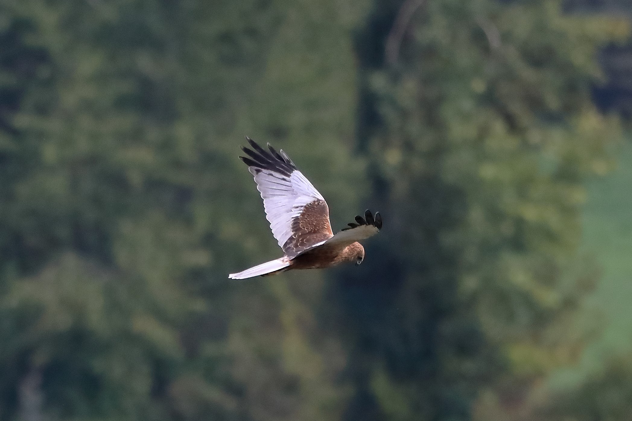 Falco di palude 12-10-2022