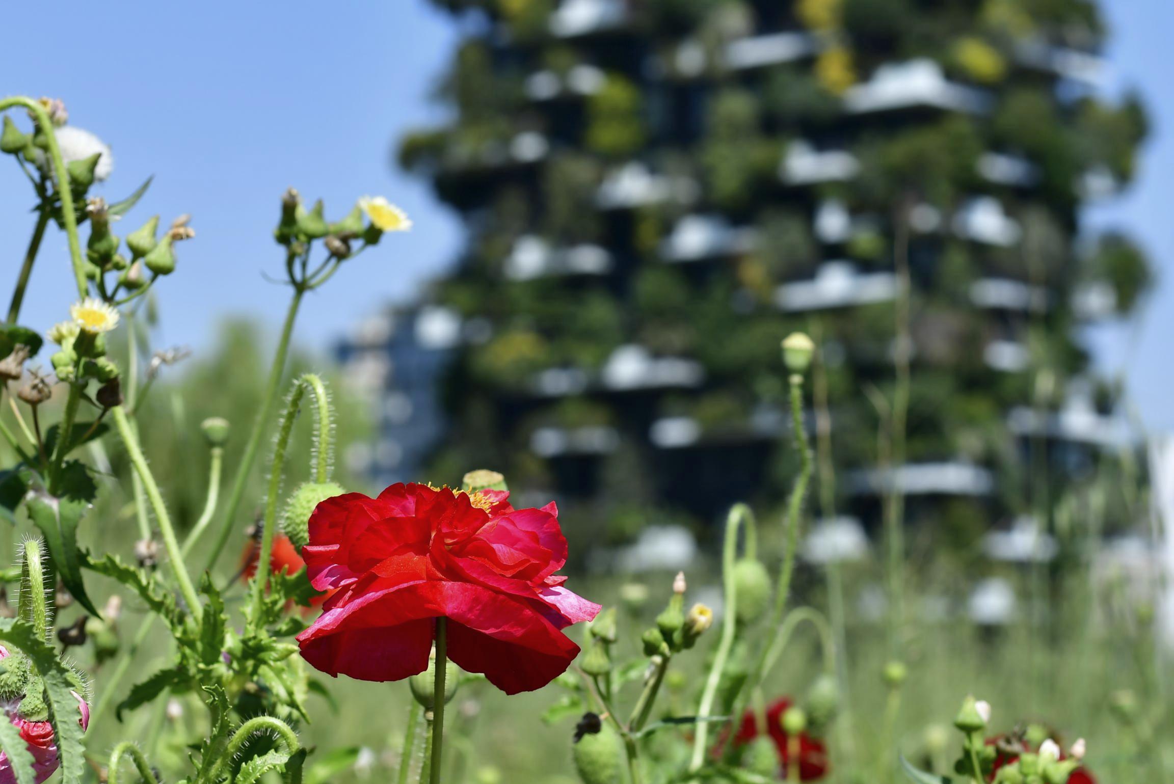 Milan 04