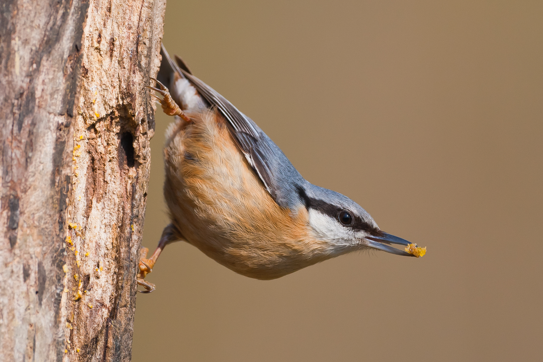 Classic pose a mason