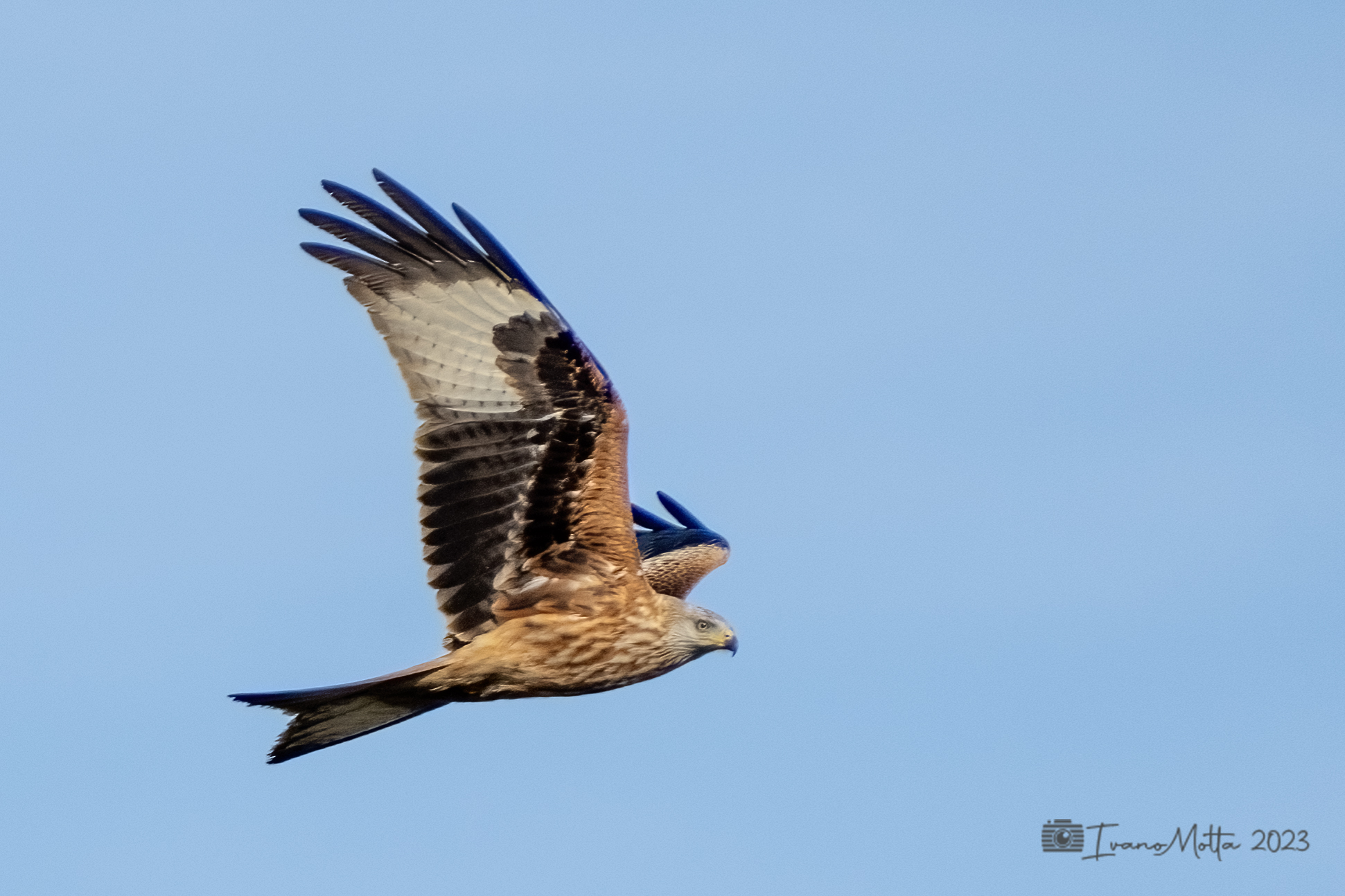 Red kite