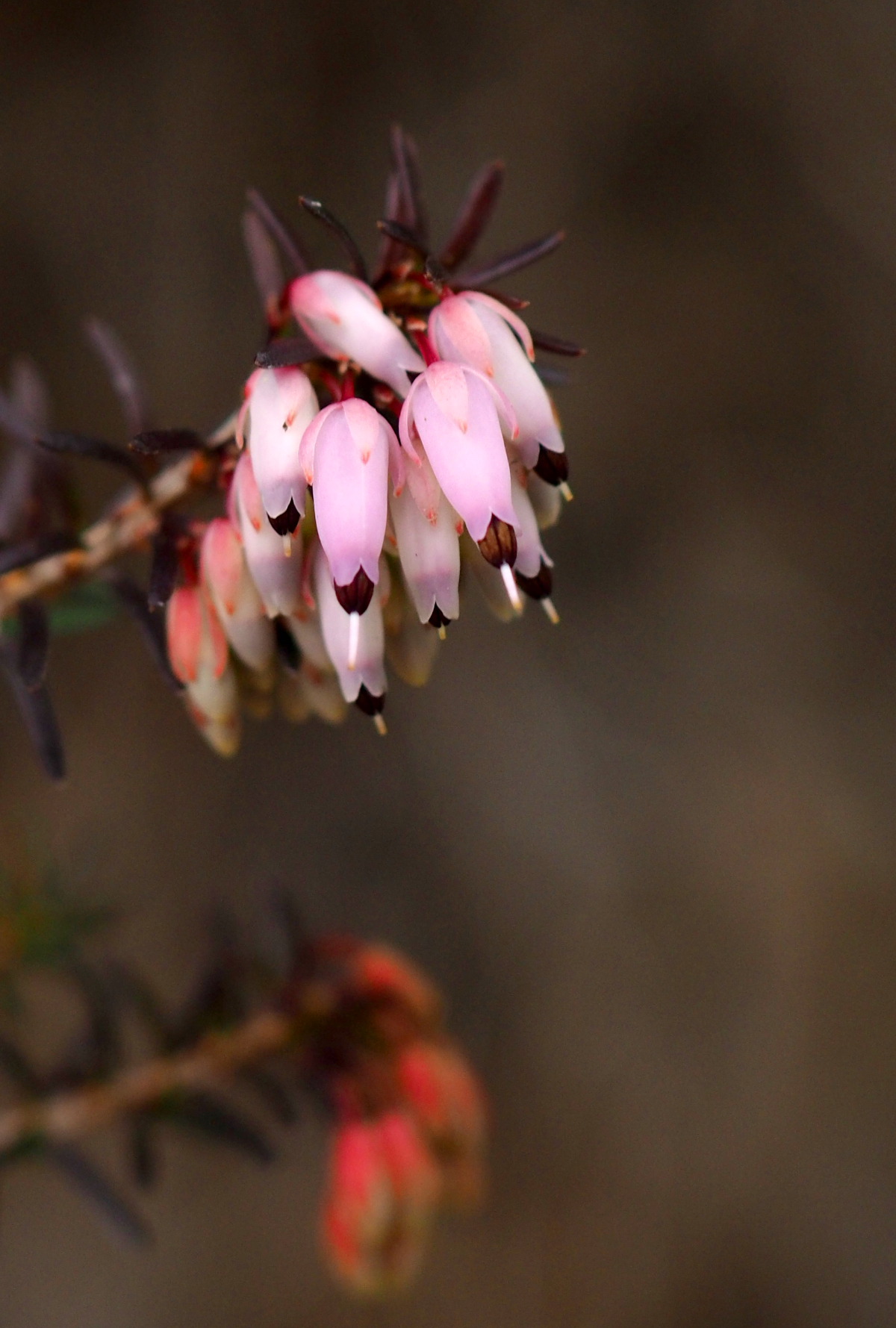 Hurried heather in a cold January