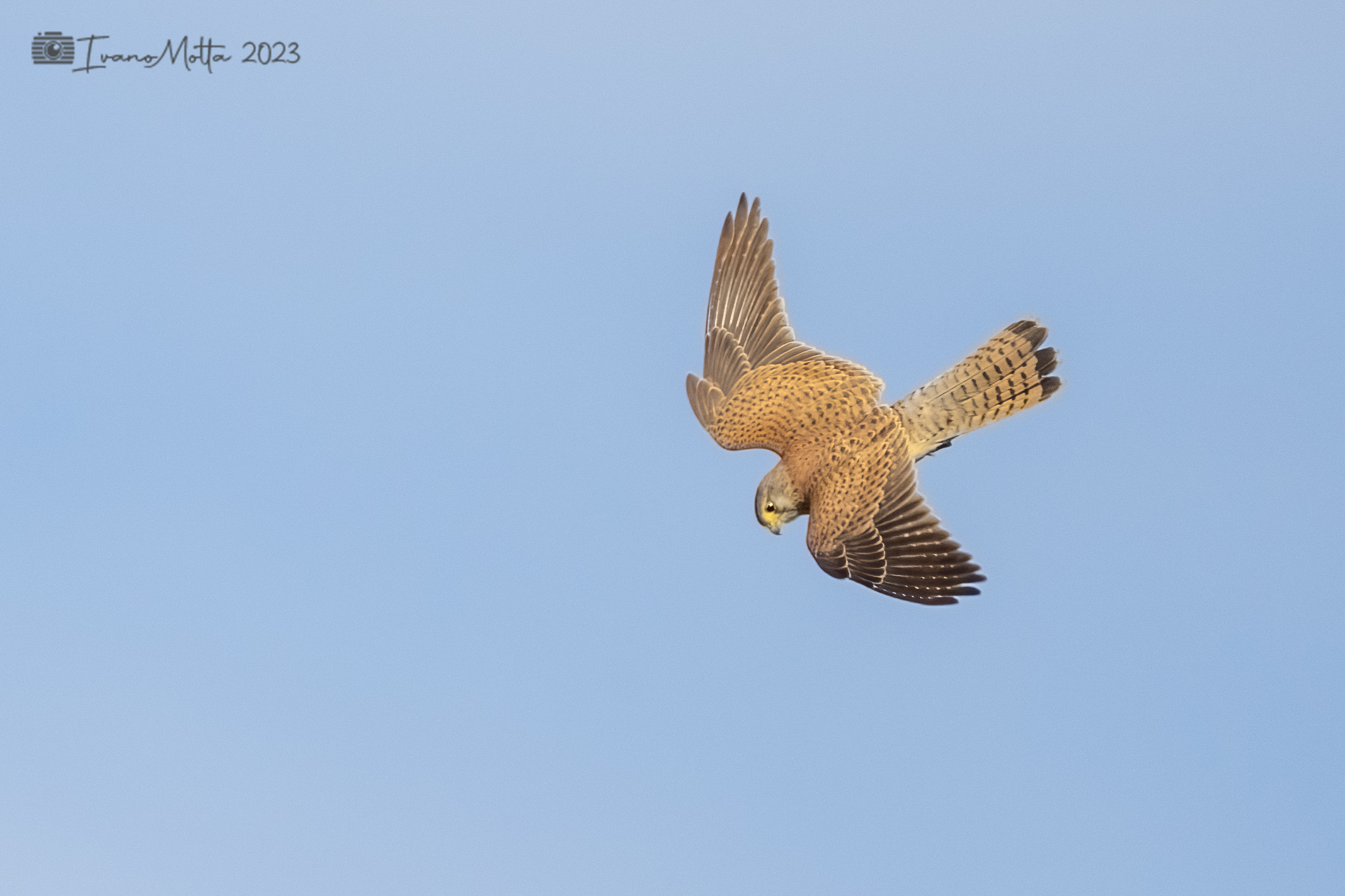 Kestrel swooping 1
