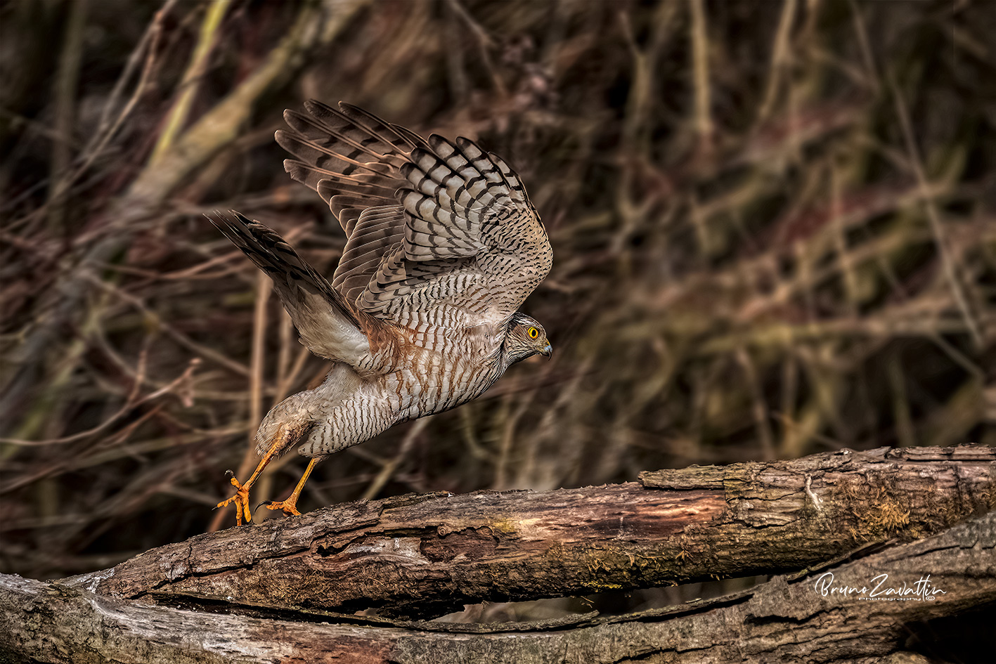Sparrowhawk