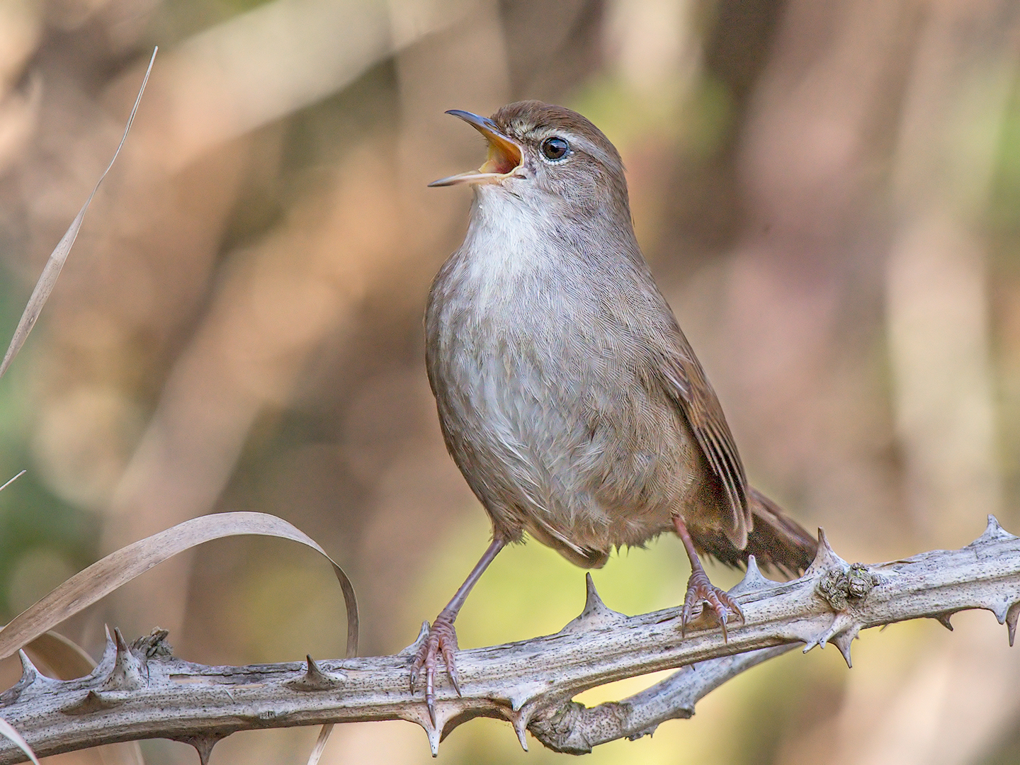 River nightingale