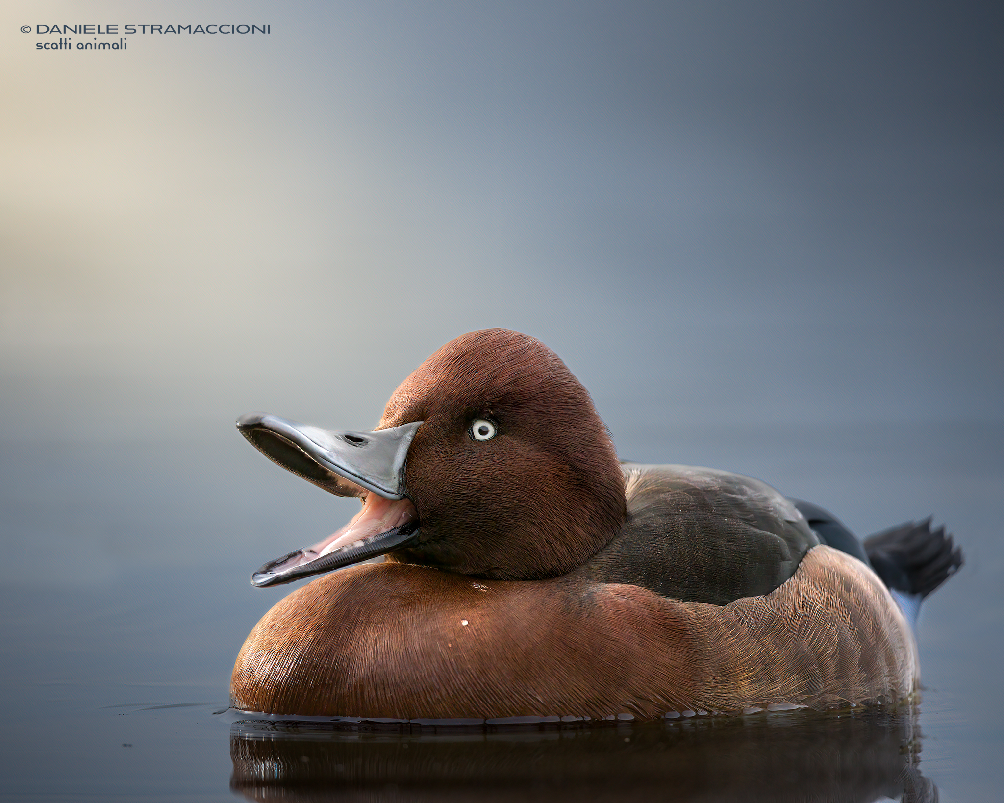 Ferruginous duck