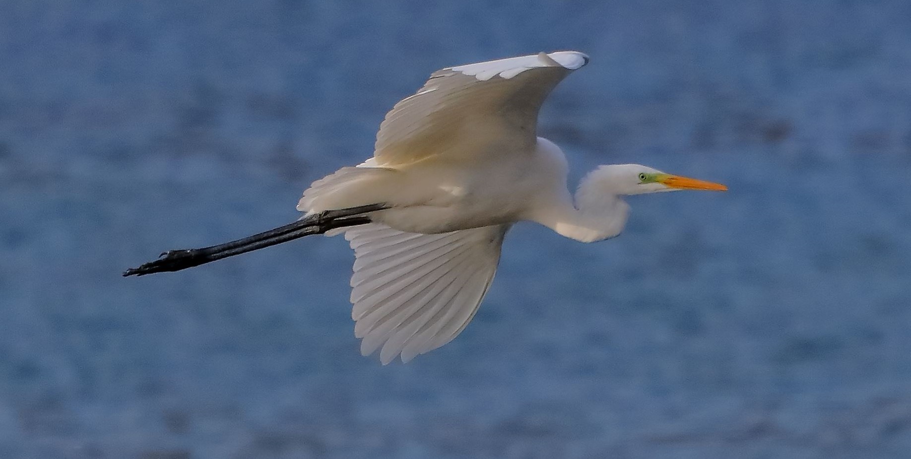 Airone BM 27-11-2022