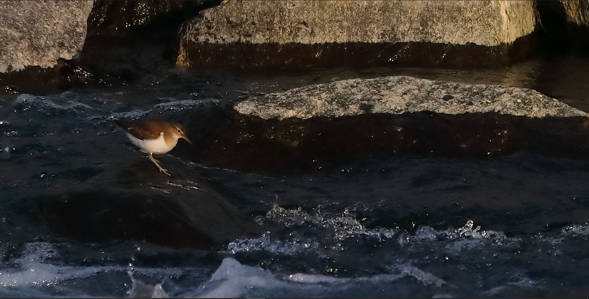 Piro Piro 27-11-2022