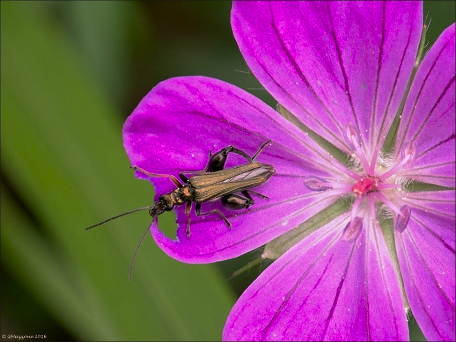 Oedemera nobilis