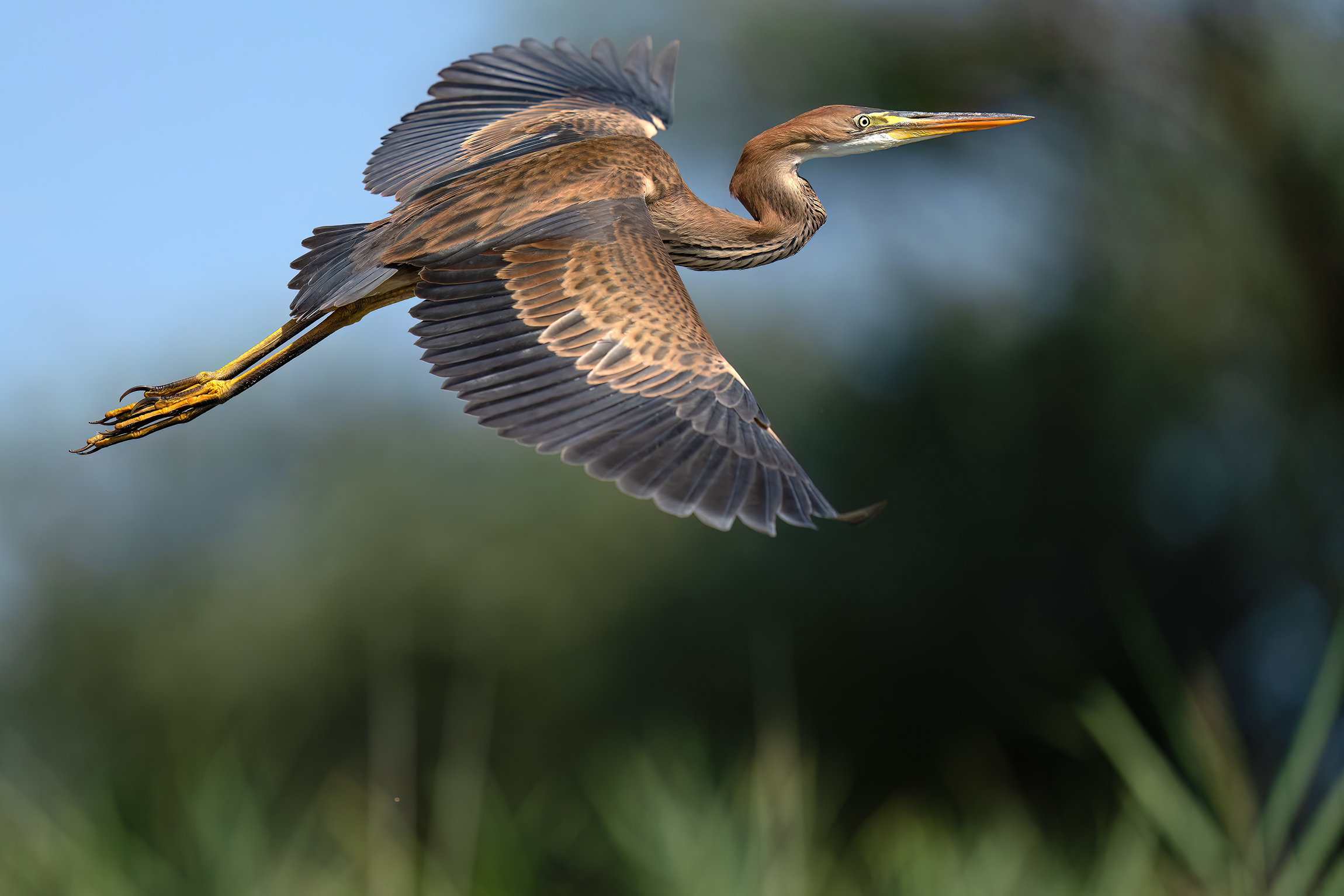 Young Purple heron in flight
