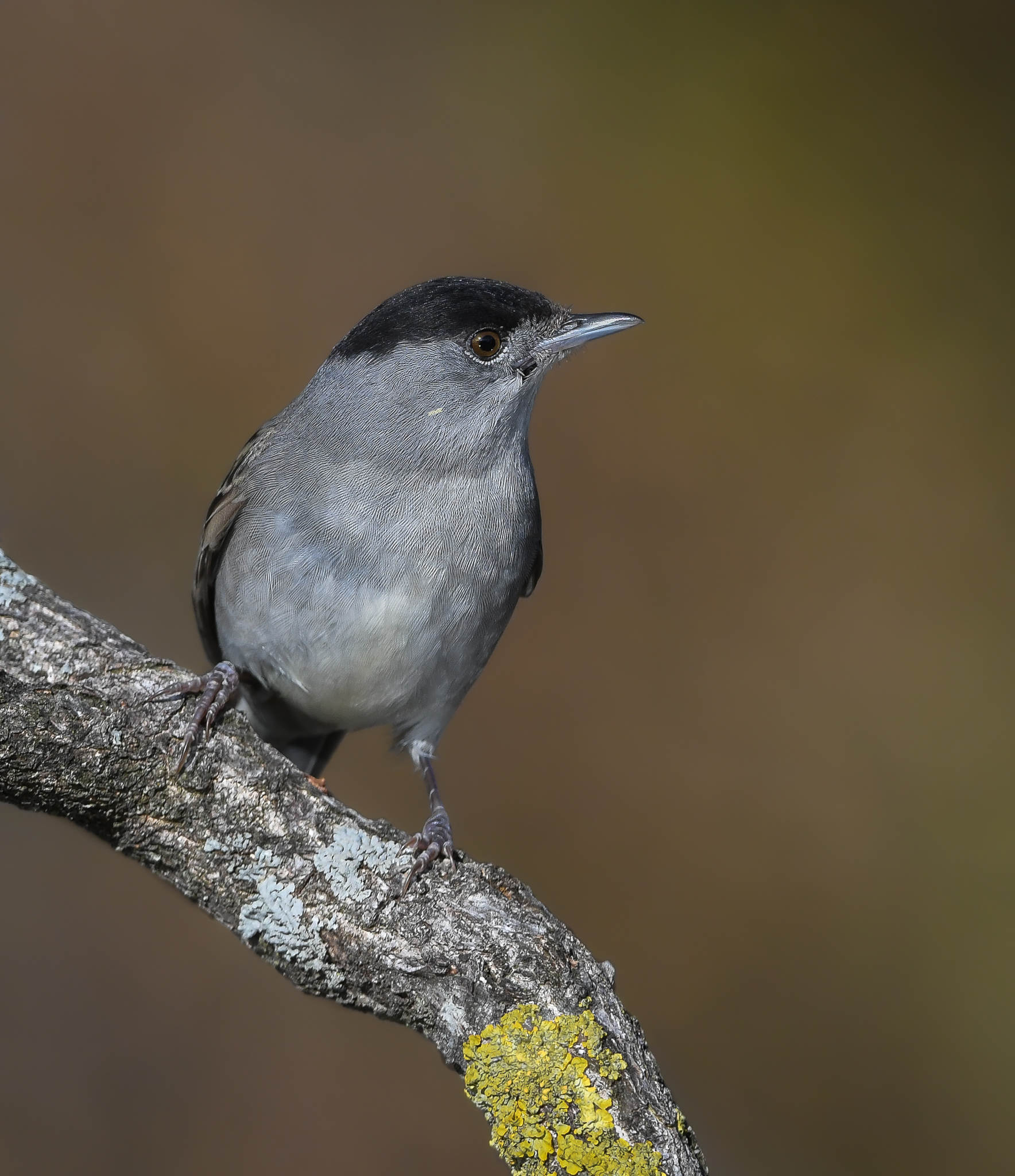 Capinera,piccolo uccellino astuto e dal canto melodioso