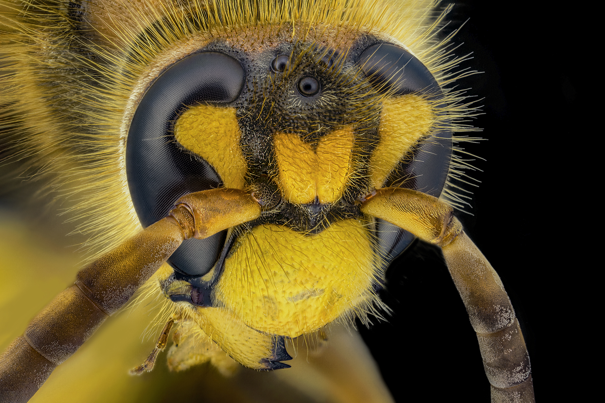 Male crabar wasp
