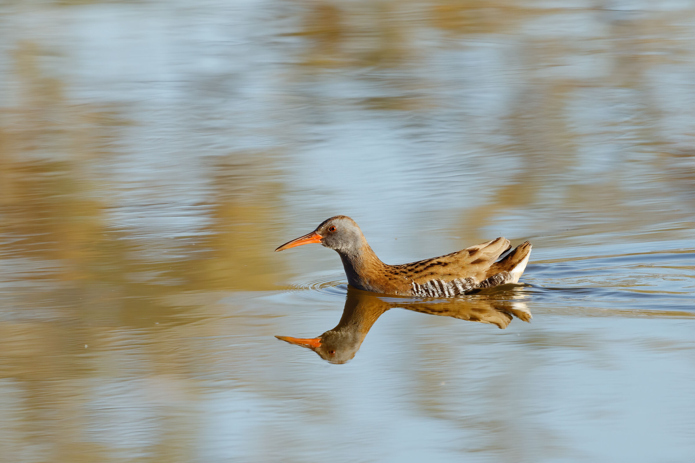 Water rail in the open