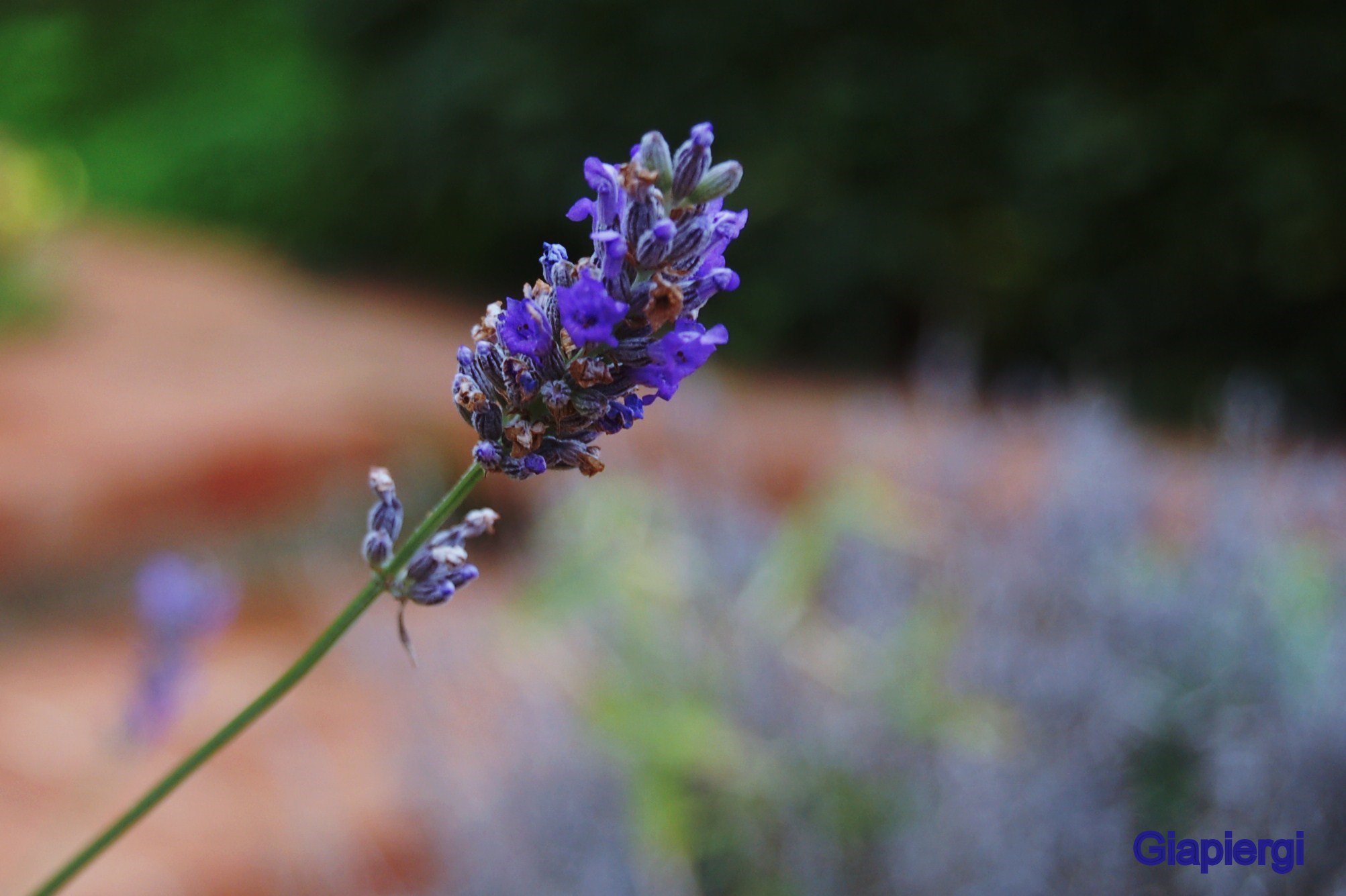 Lavender