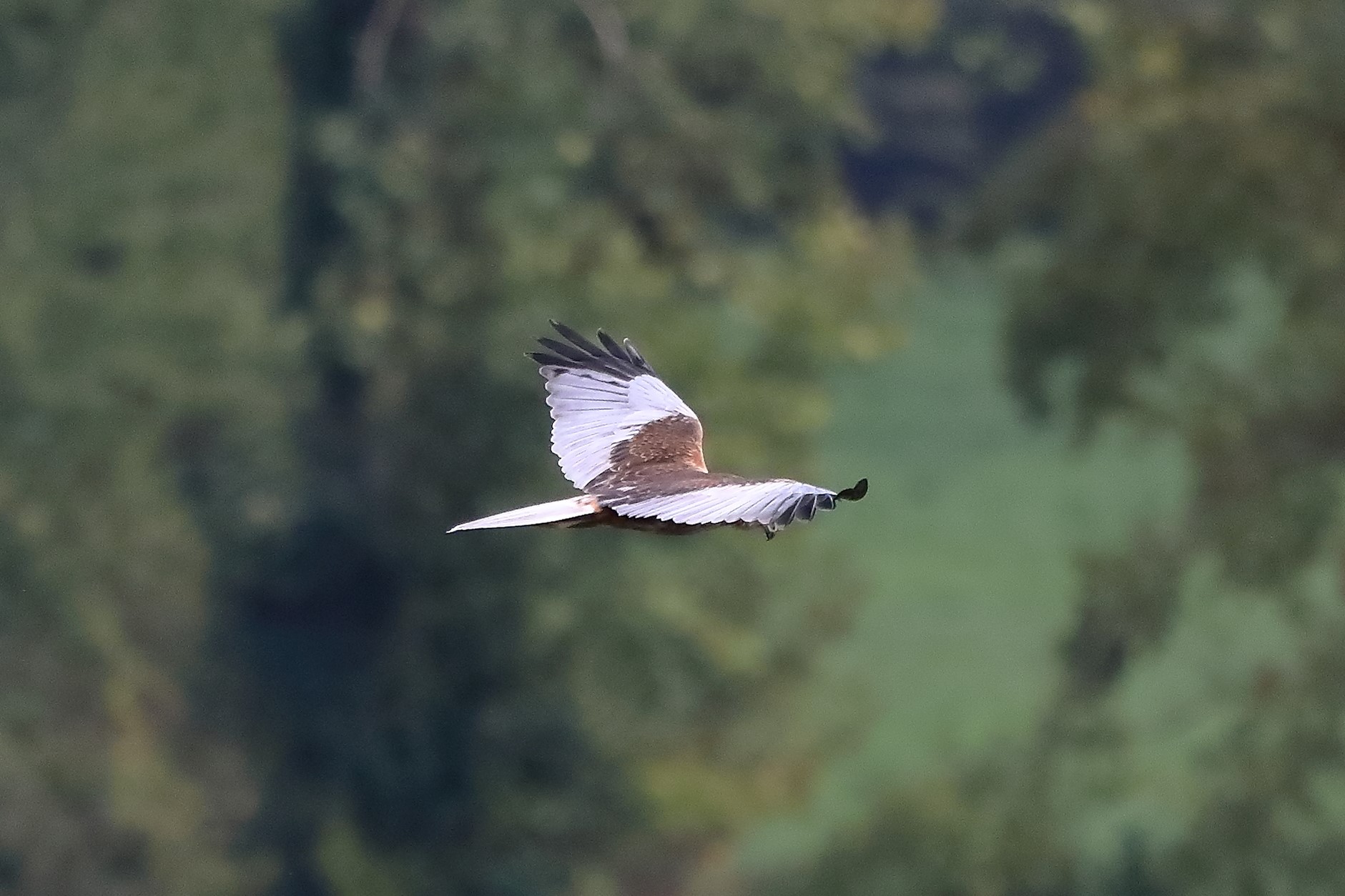 Falco di palude 12-10-2022