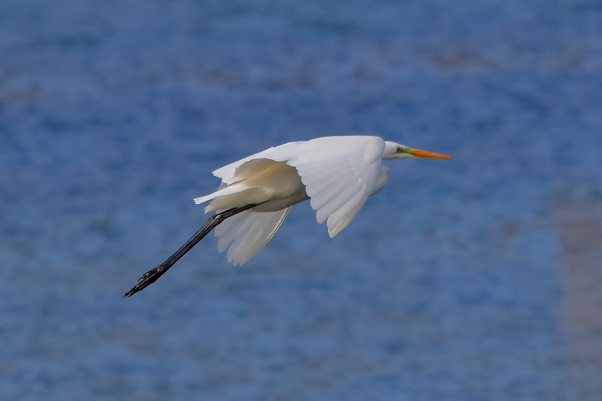 Airone BM 27-11-2022