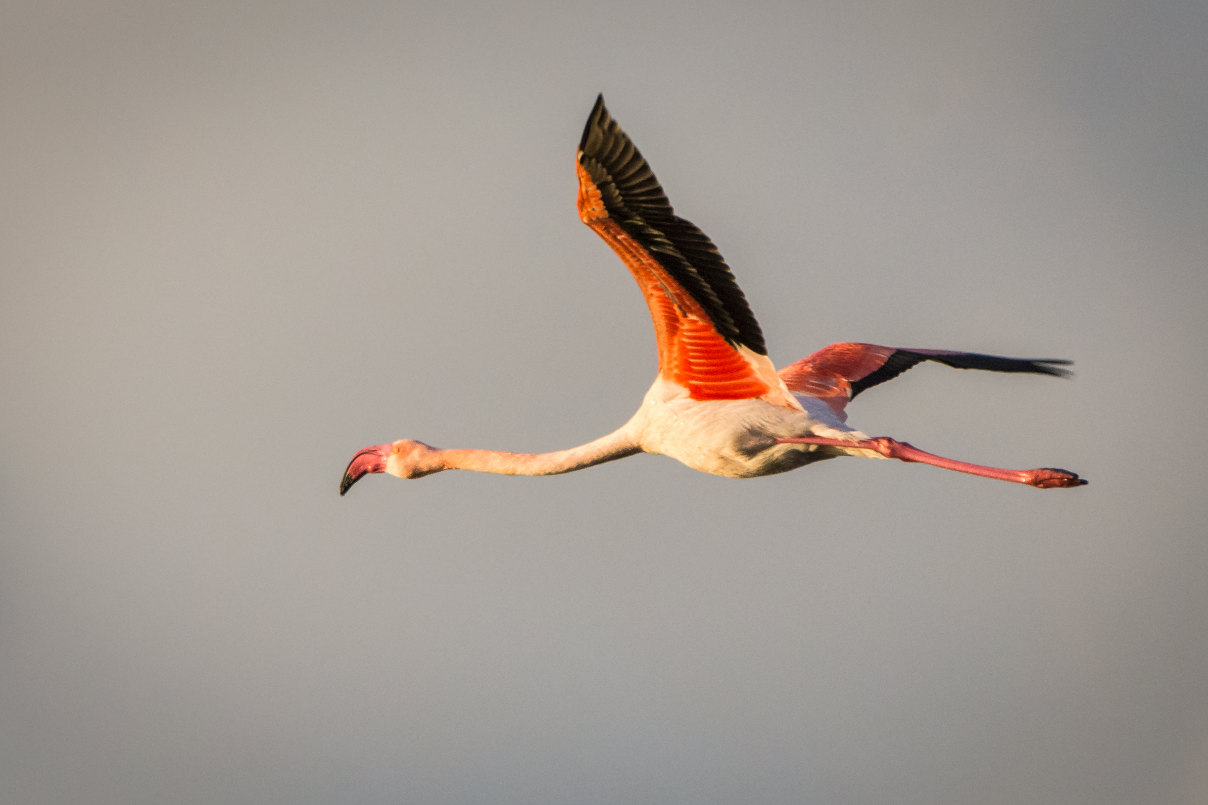 Flamingo in flight