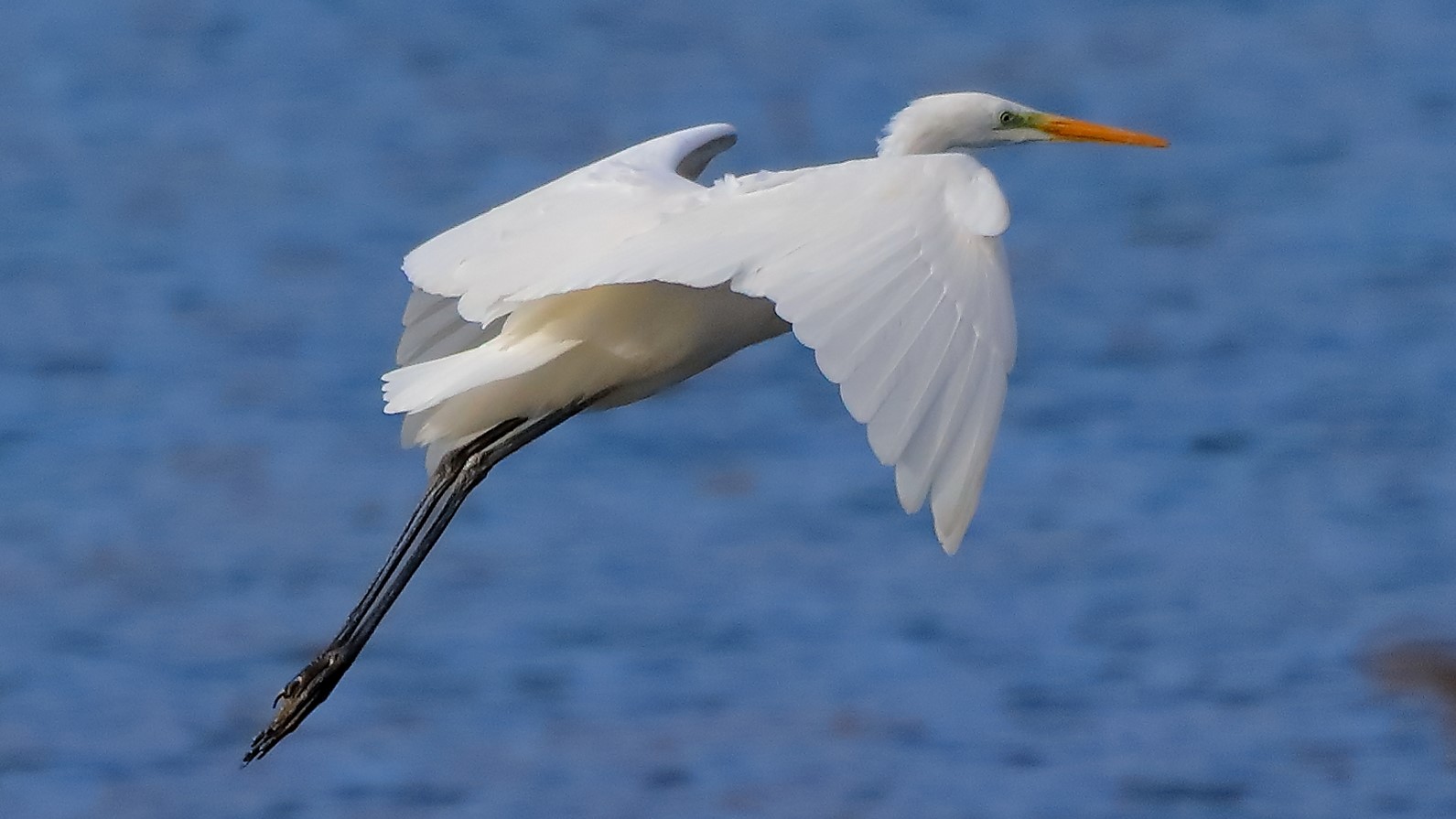 Airone BM 27-11-2022