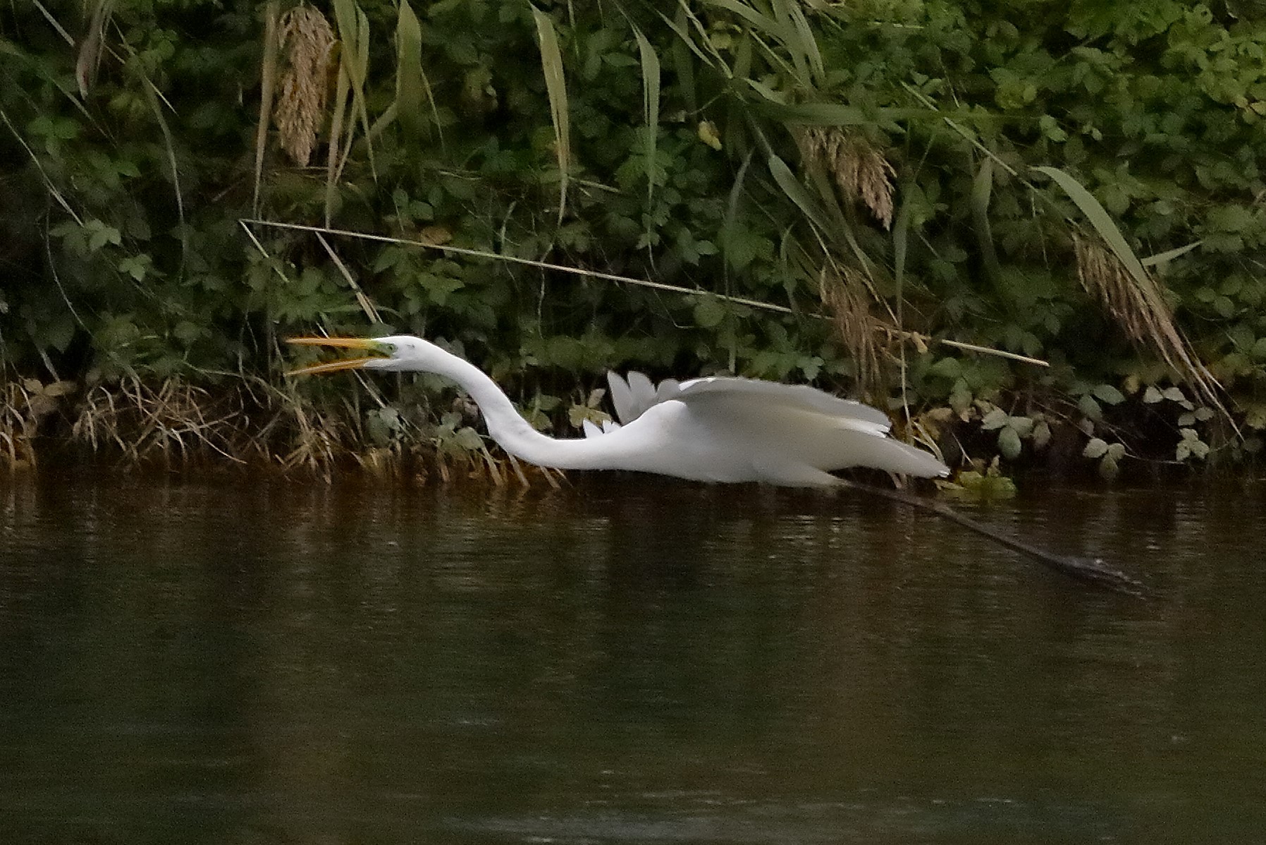 airone BM 12 novembre 2022